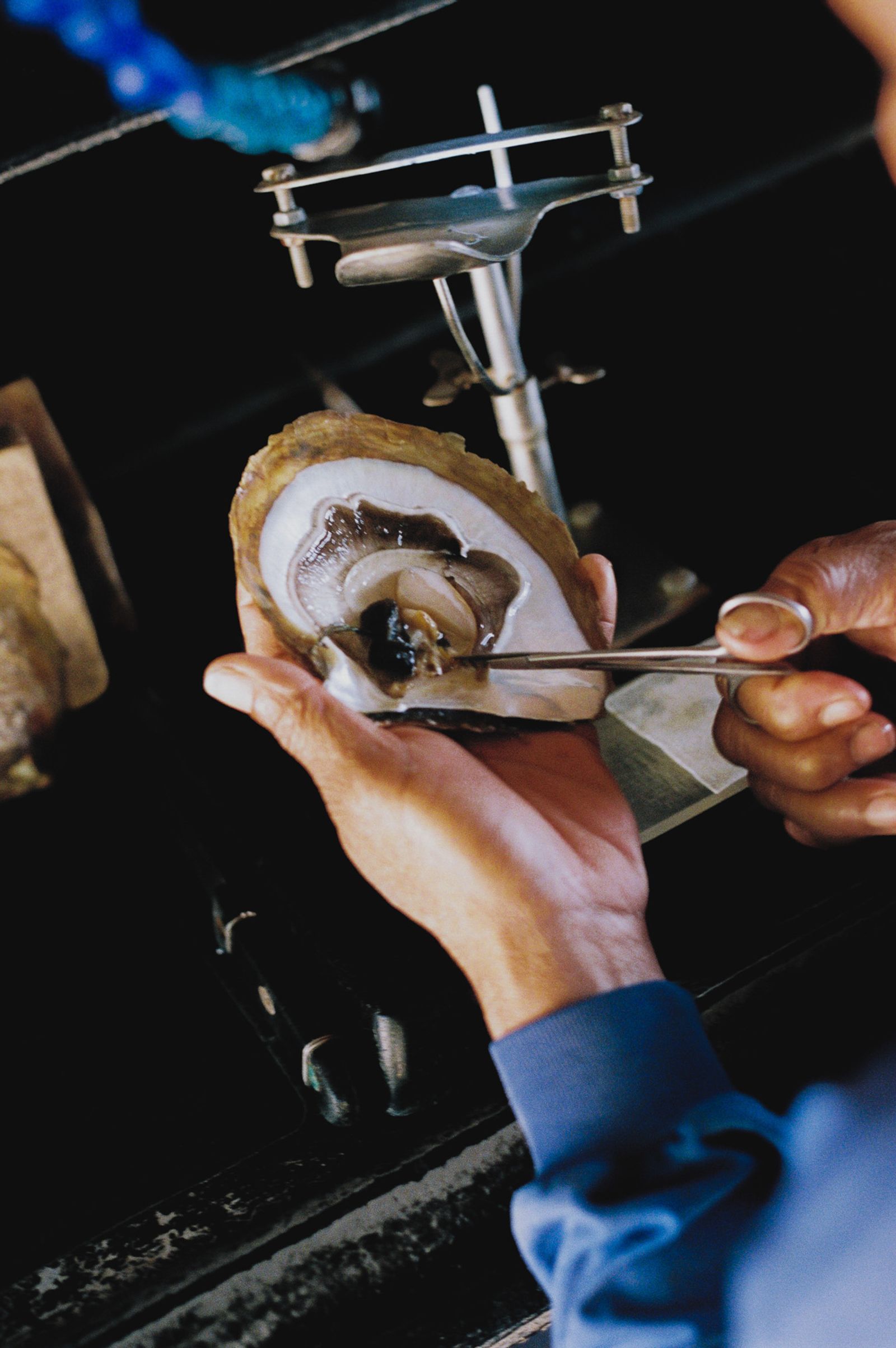 © Rita Puig-Serra Costa - Image from the Anatomy of an oyster photography project