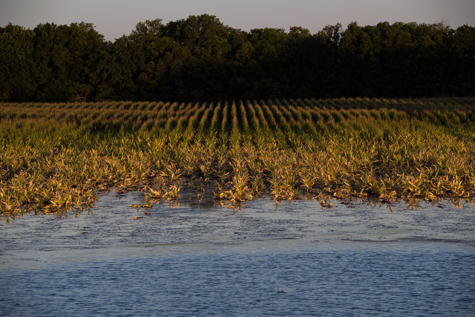 © Rory Doyle - A crop of corn is engulfed by backwater flooding in Sharkey County, Mississippi June 14, 2019. (Photo by Rory Doyle)