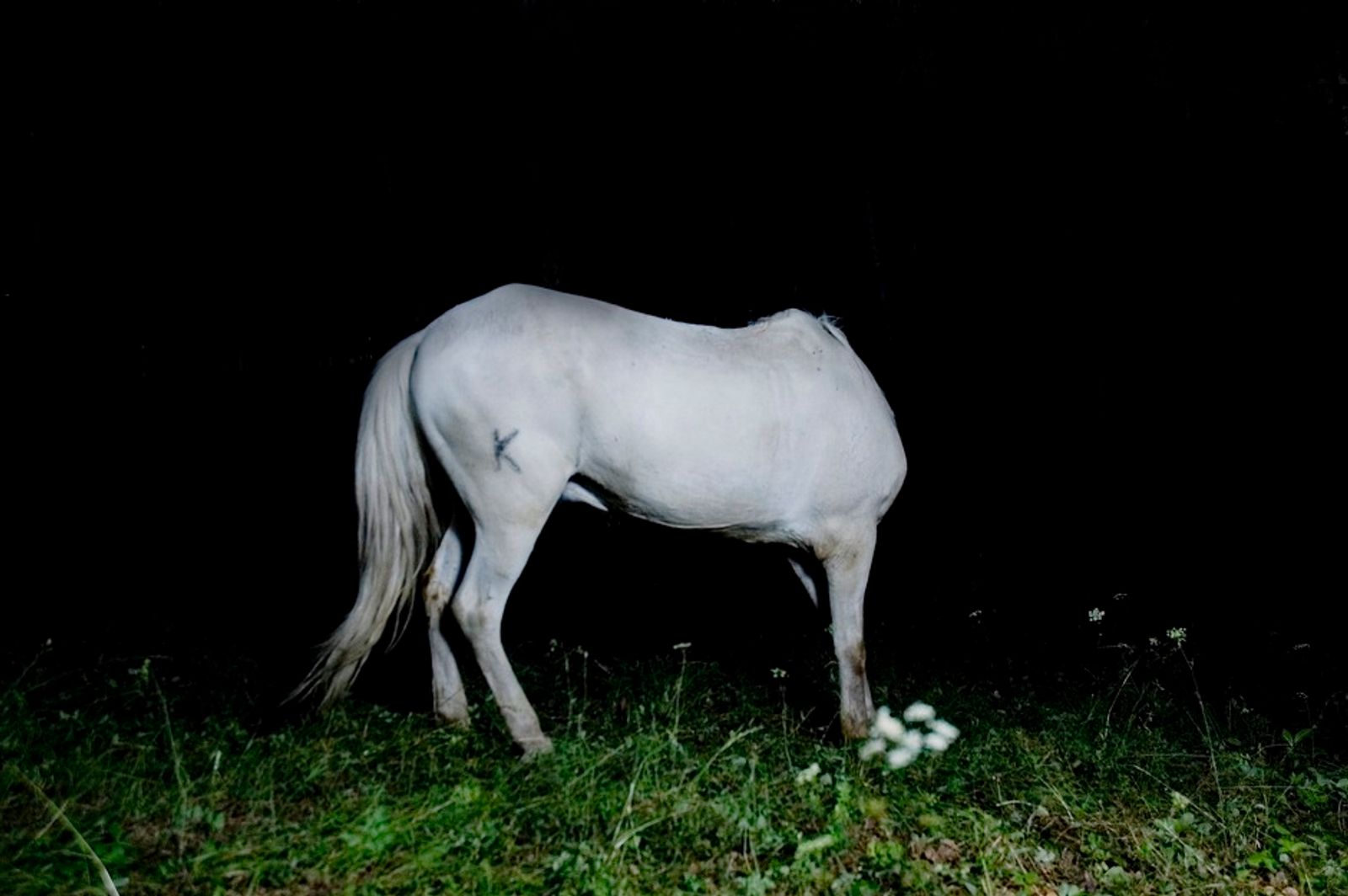 © Denis Tarasov - A white horse grazes at night. Sverdlovsk region, Russia.