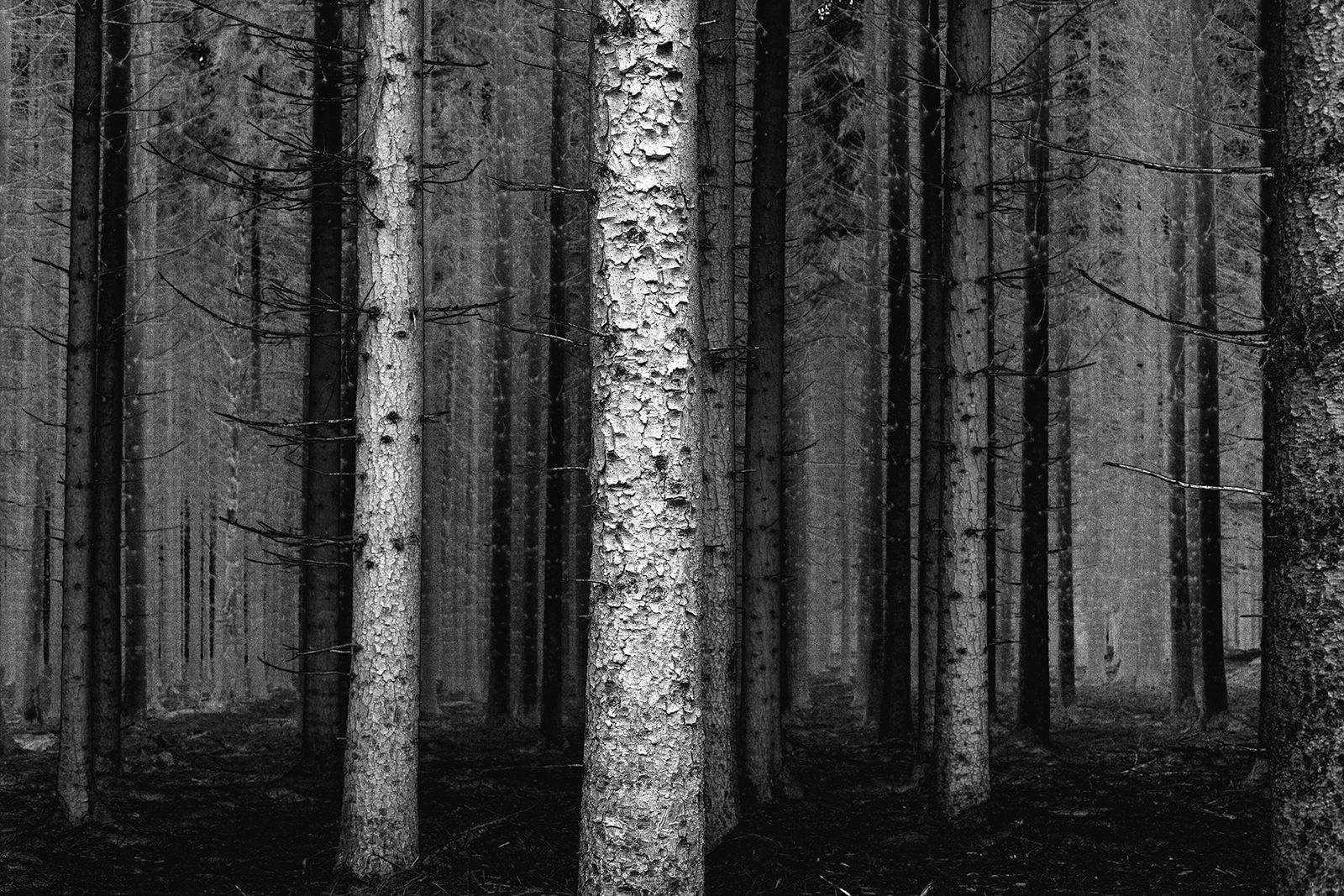 © Nanouk Prins - Image from the Empty Forest photography project