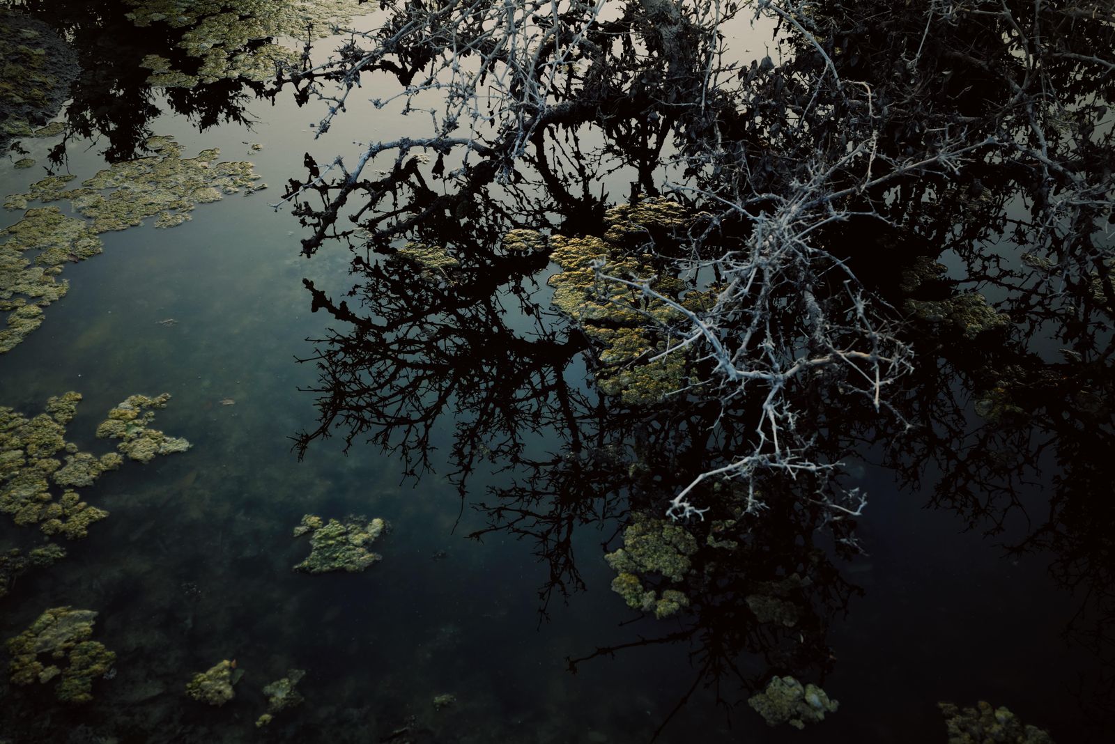 © Aziz Motawa - Image from the Intertidal photography project