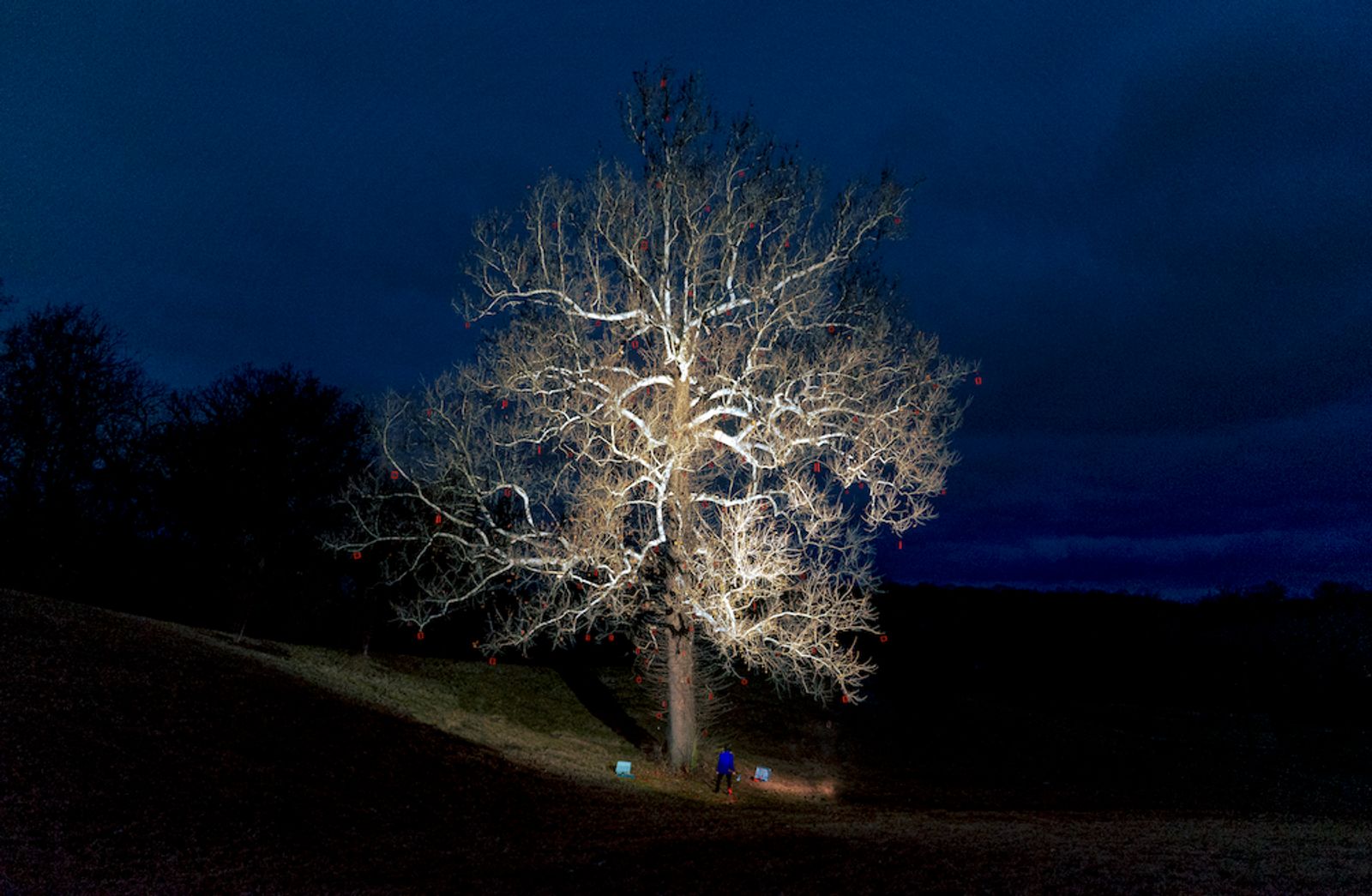 © Jack Holly - Family Tree