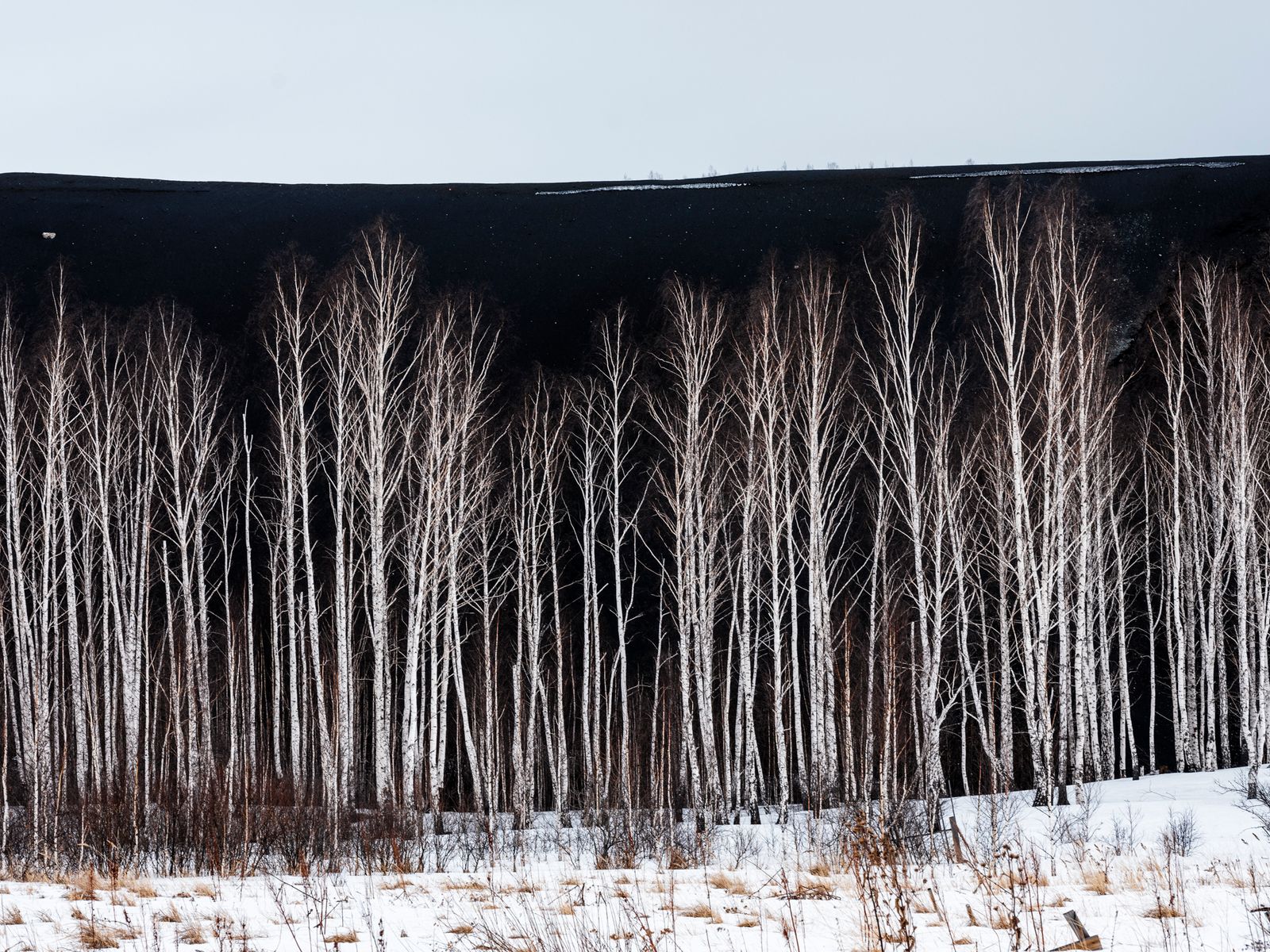 © Chris Bierl - Birch trees in front of the copper ore-dump of KArabash