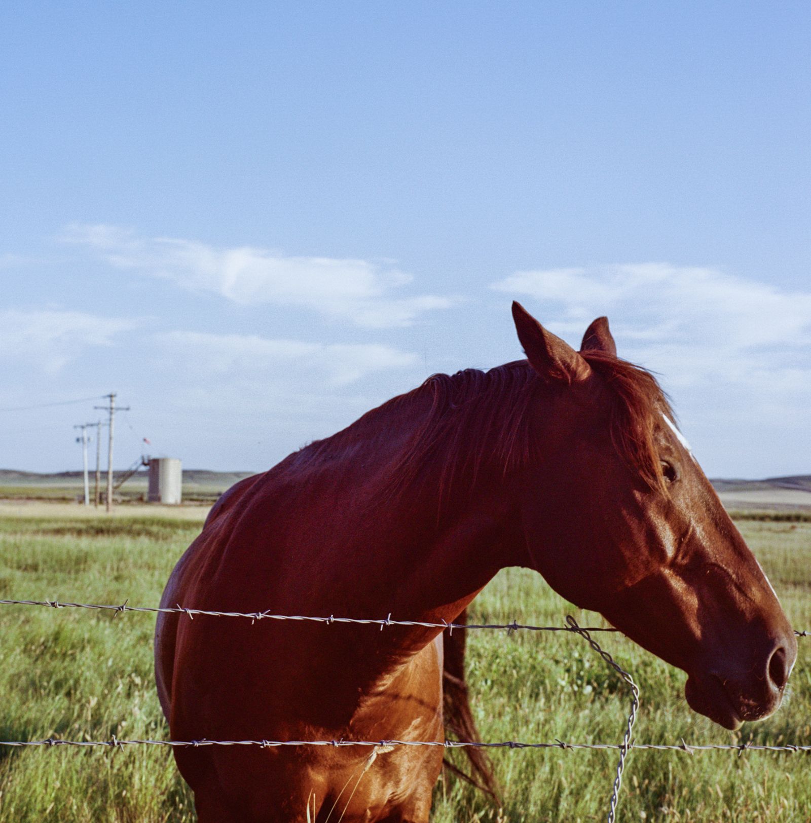 © Sara Hylton - A horse grazes near a fracking site close to the North Dakota-Montana state line.