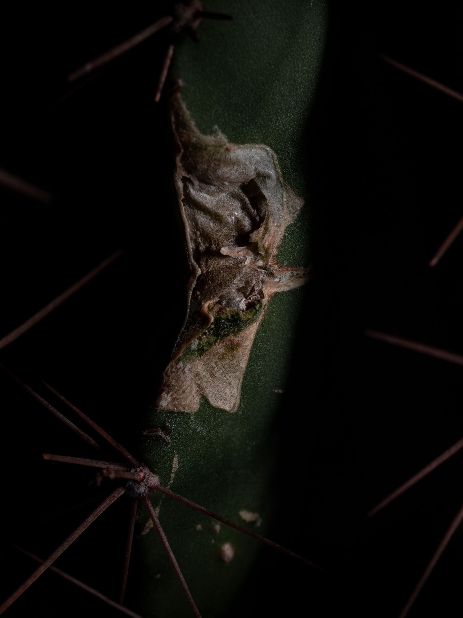© Nika Sandler - Image from the Plant and Human Pain photography project