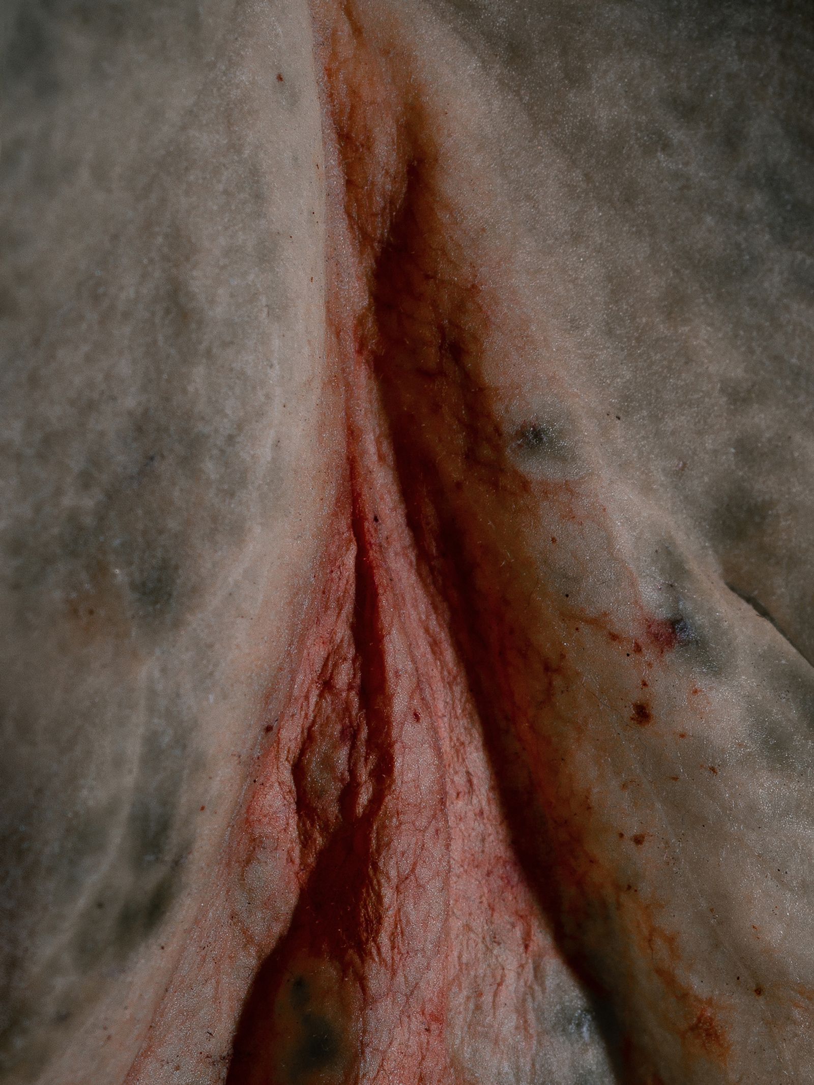 © Nika Sandler - Image from the Plant and Human Pain photography project