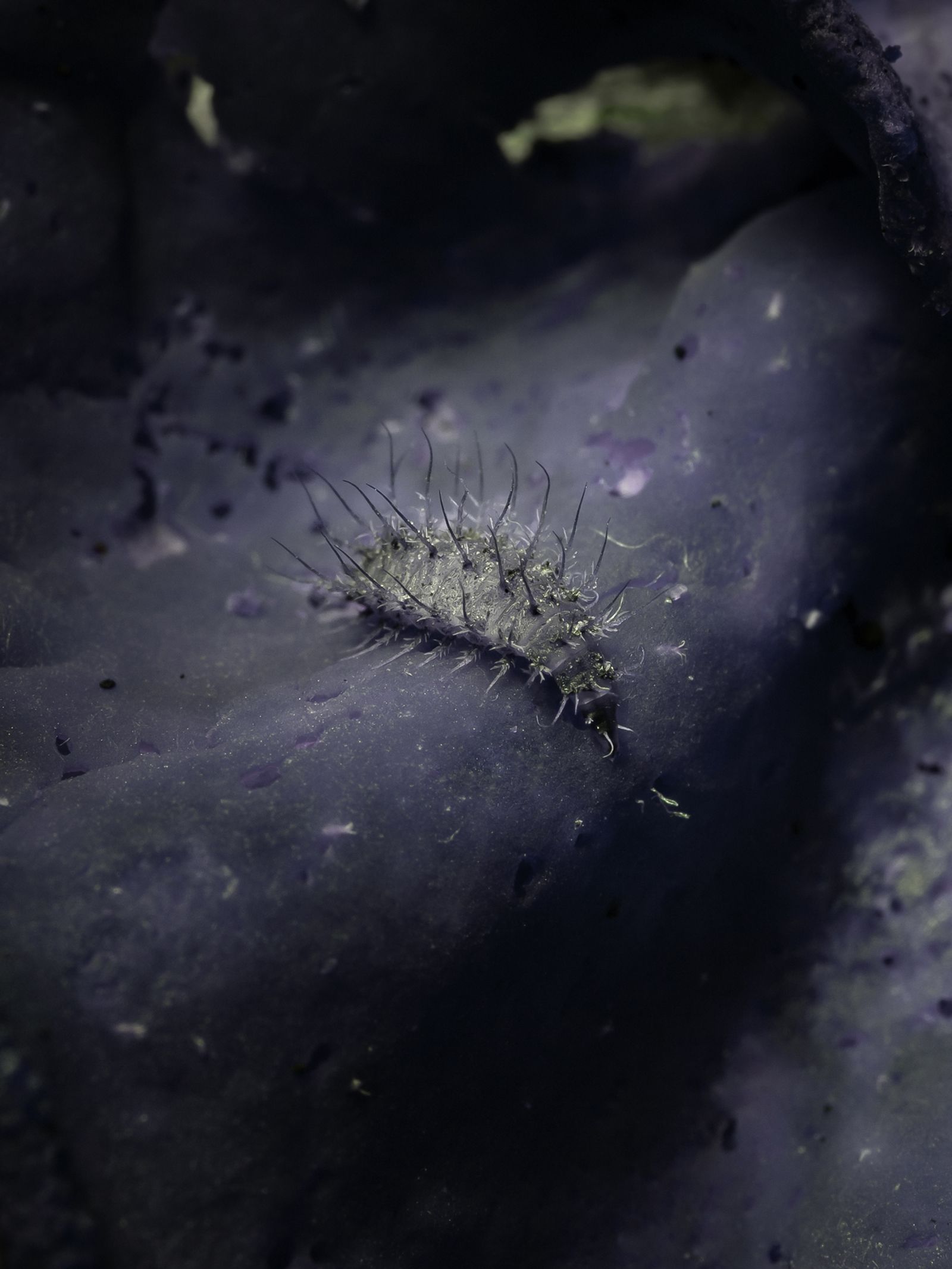 © Nika Sandler - Image from the Mycophilia photography project