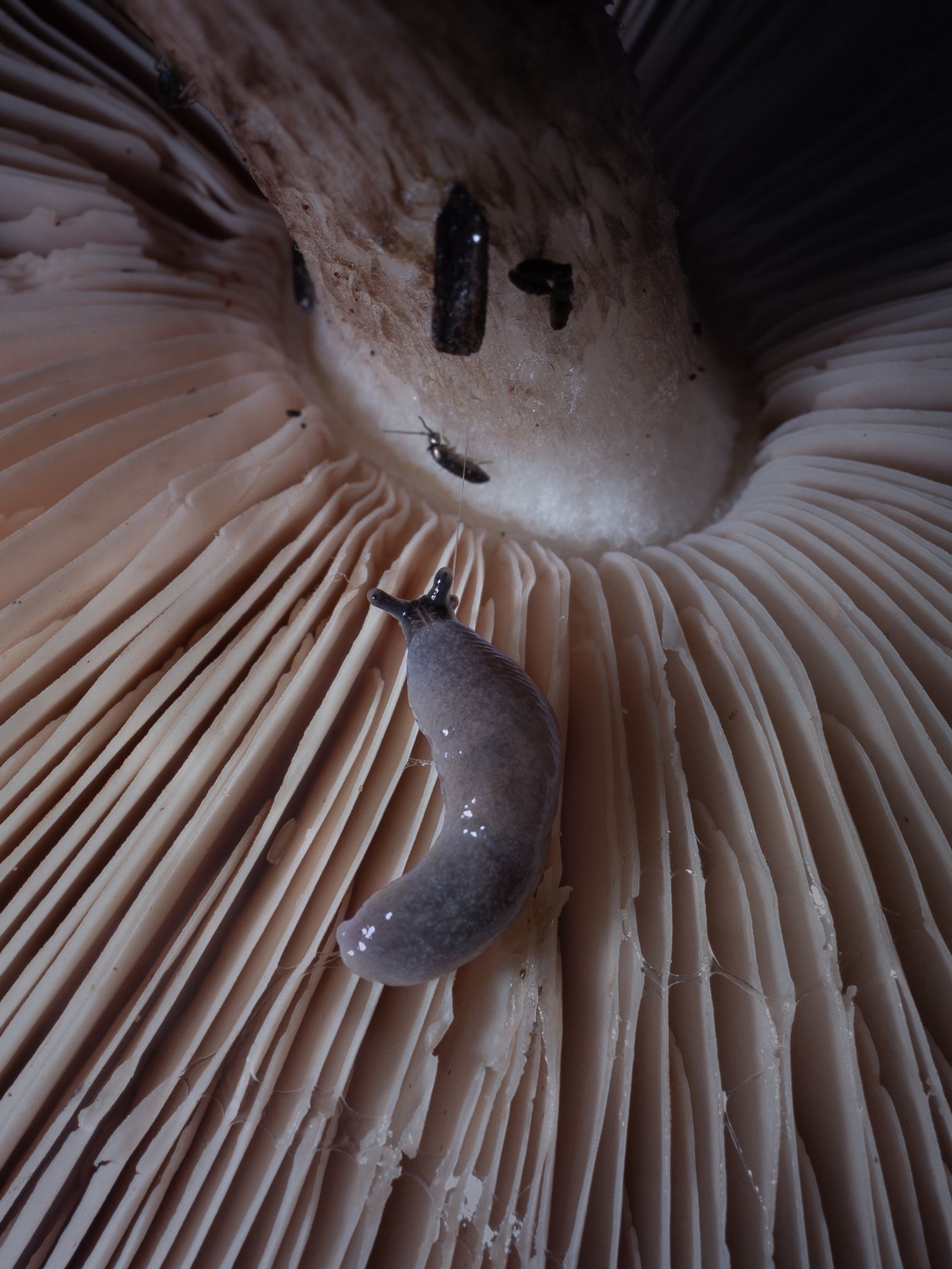 © Nika Sandler - Image from the Mycophilia photography project