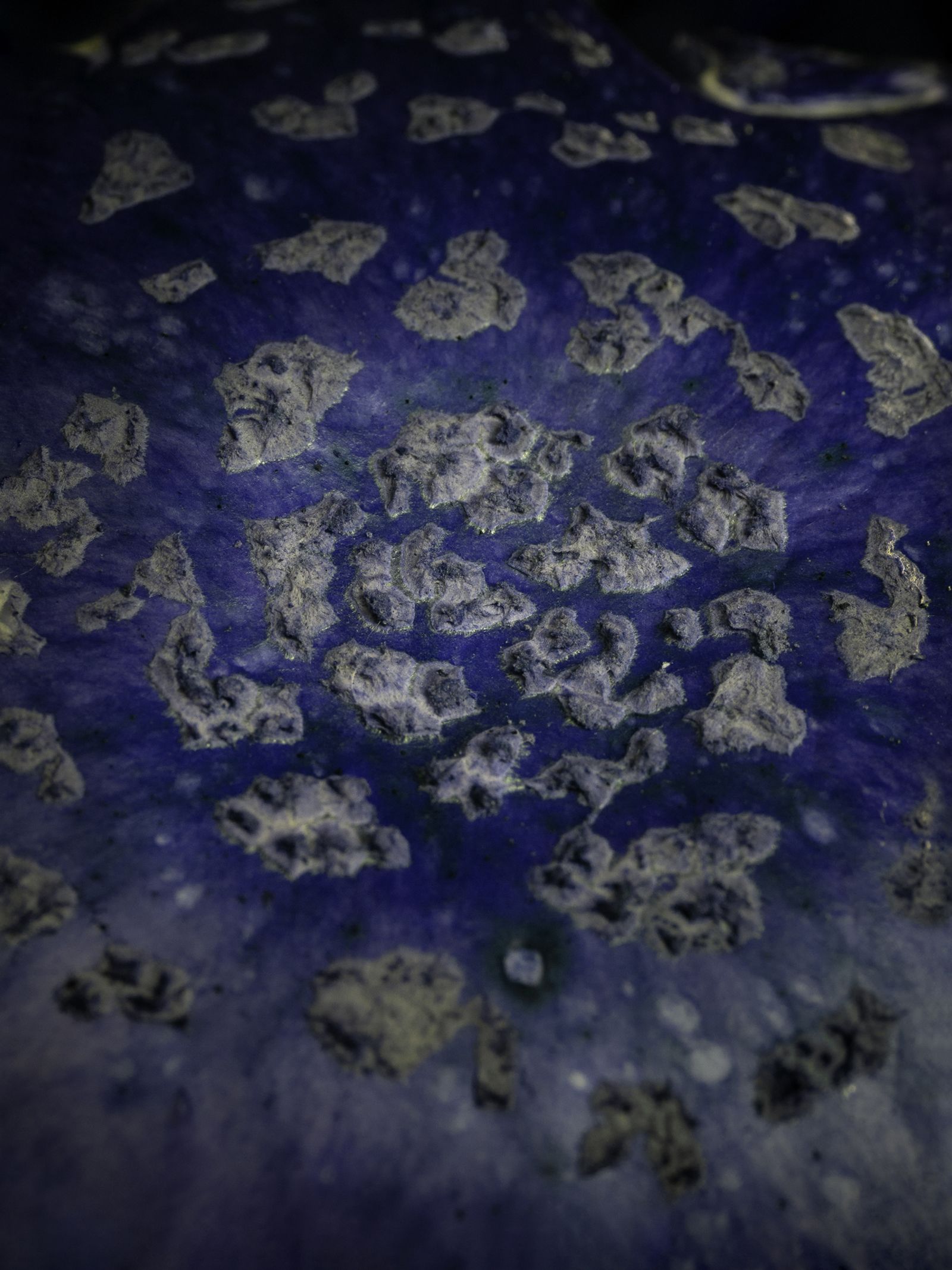 © Nika Sandler - Image from the Mycophilia photography project