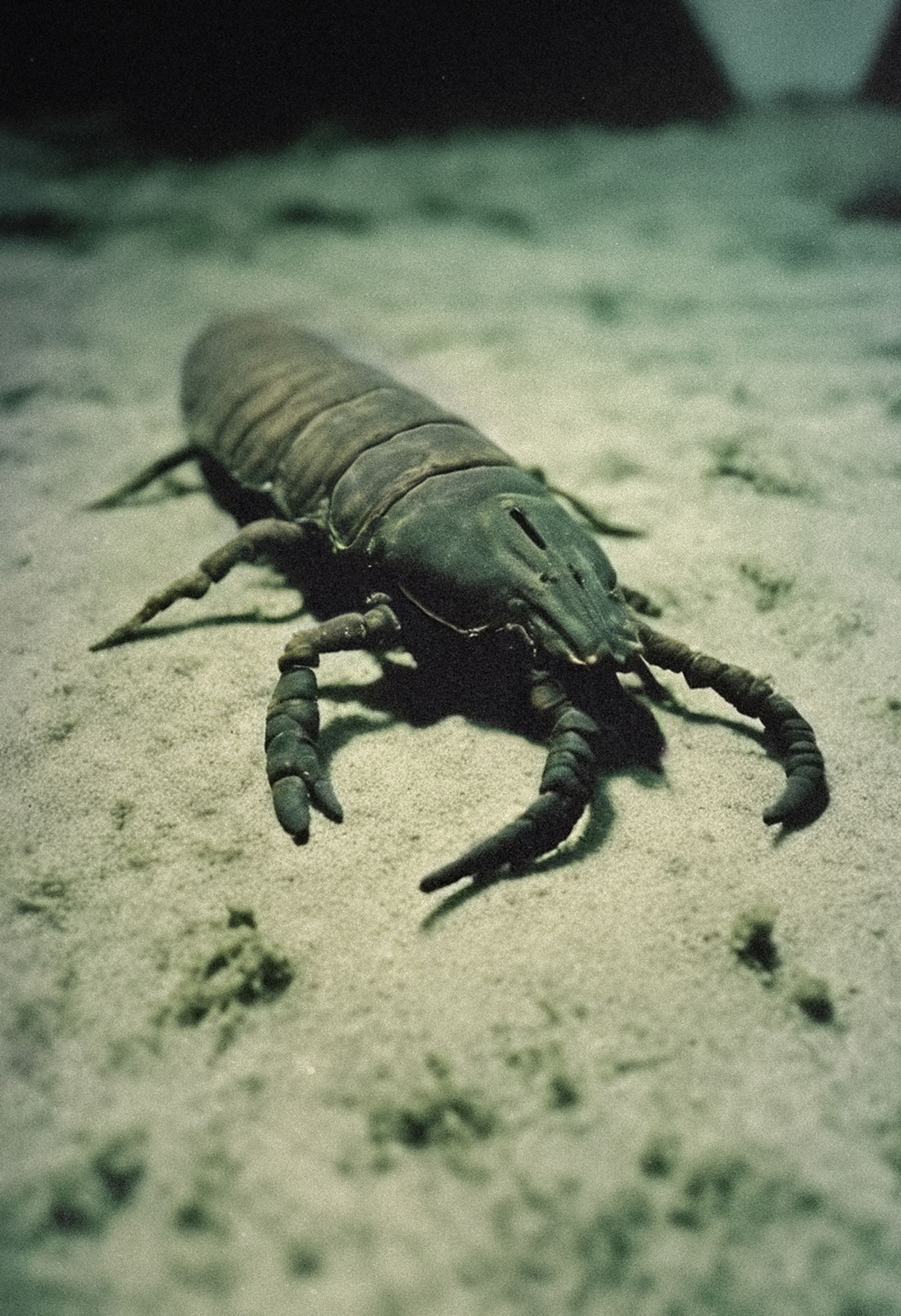 © Nika Sandler - Image from the The Ancient Depths photography project