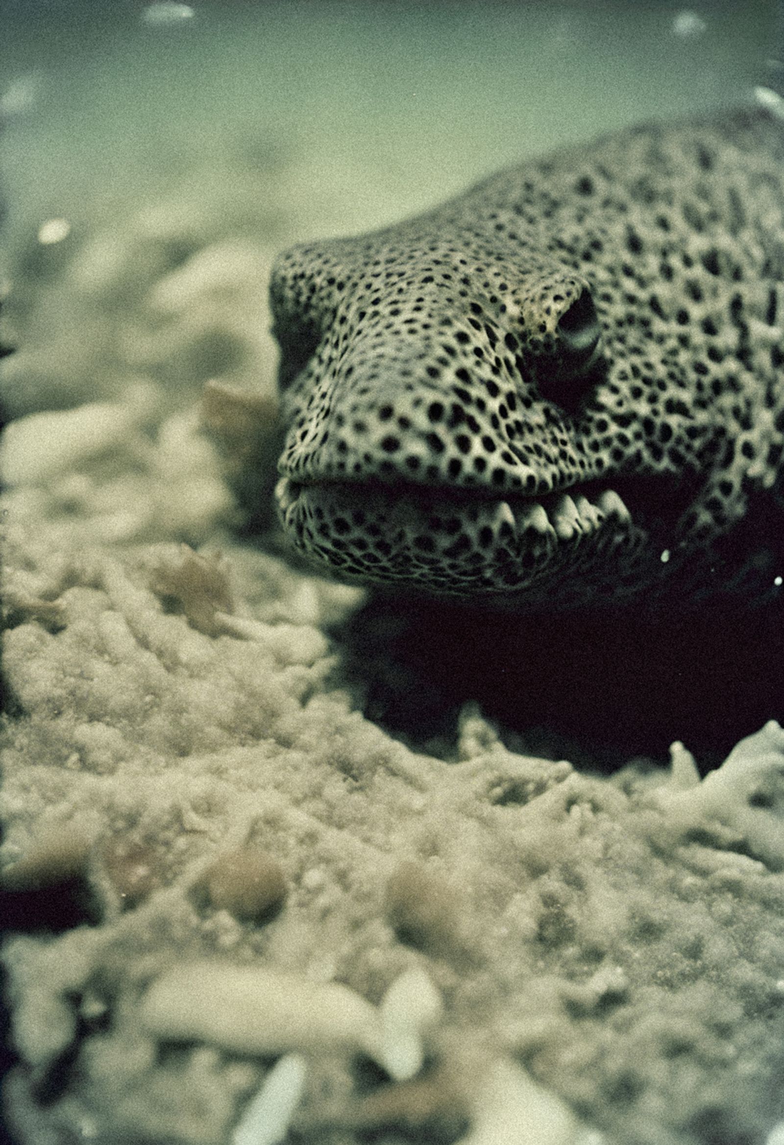 © Nika Sandler - Image from the The Ancient Depths photography project
