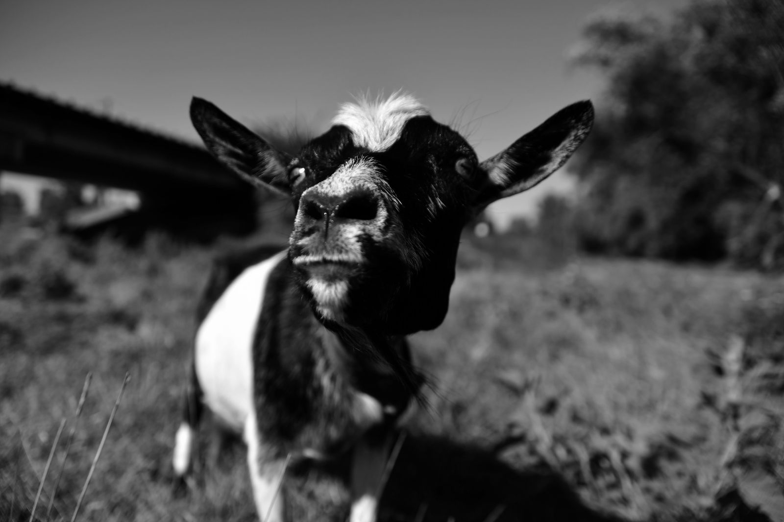 © Elena Bandurka - Image from the Cute Goats photography project