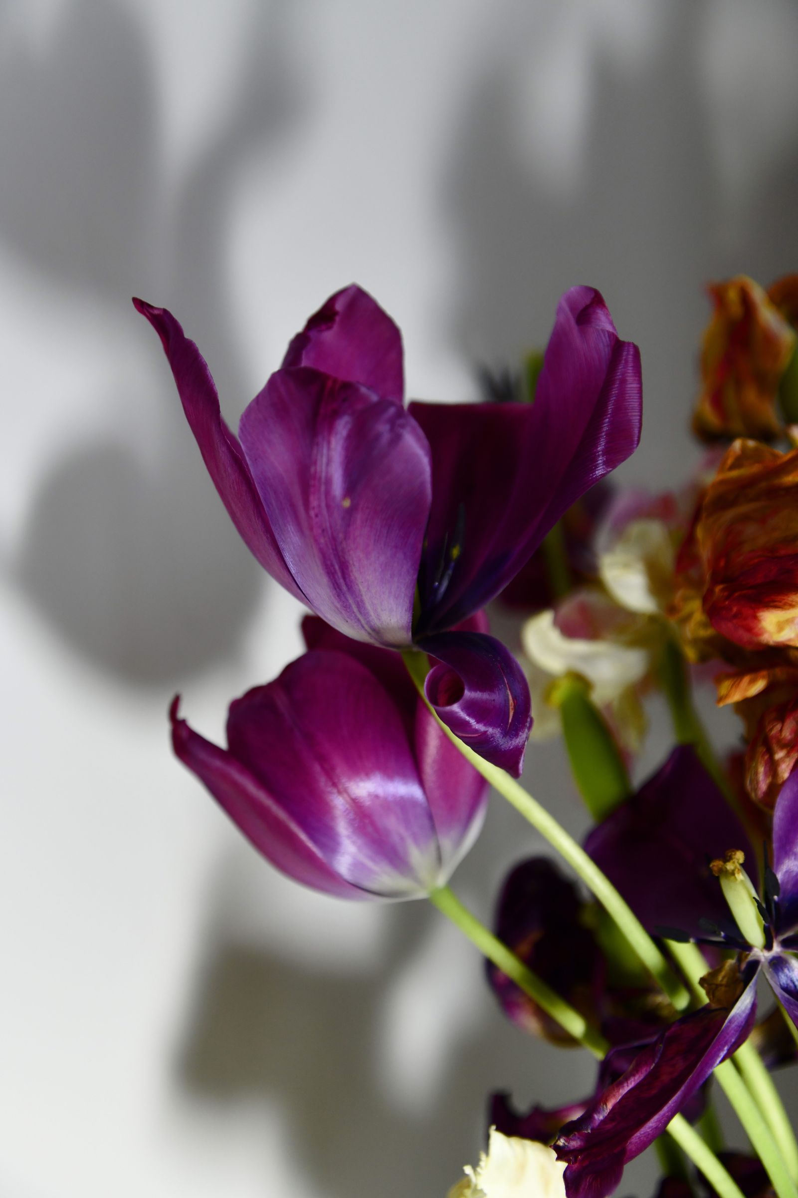 © Elena Bandurka - Image from the Tulips from my garden photography project