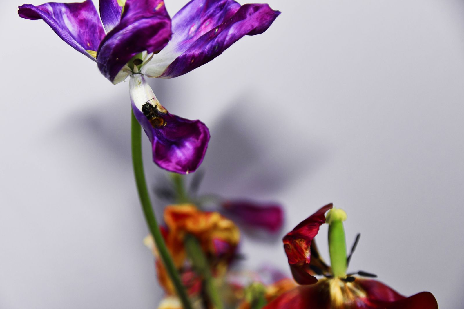 © Elena Bandurka - Image from the Tulips from my garden photography project