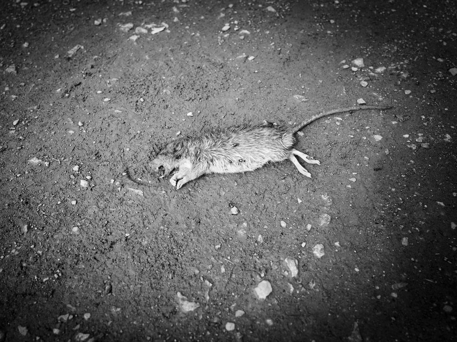 © Toby Binder - Dead rat in a park in Hochfeld.