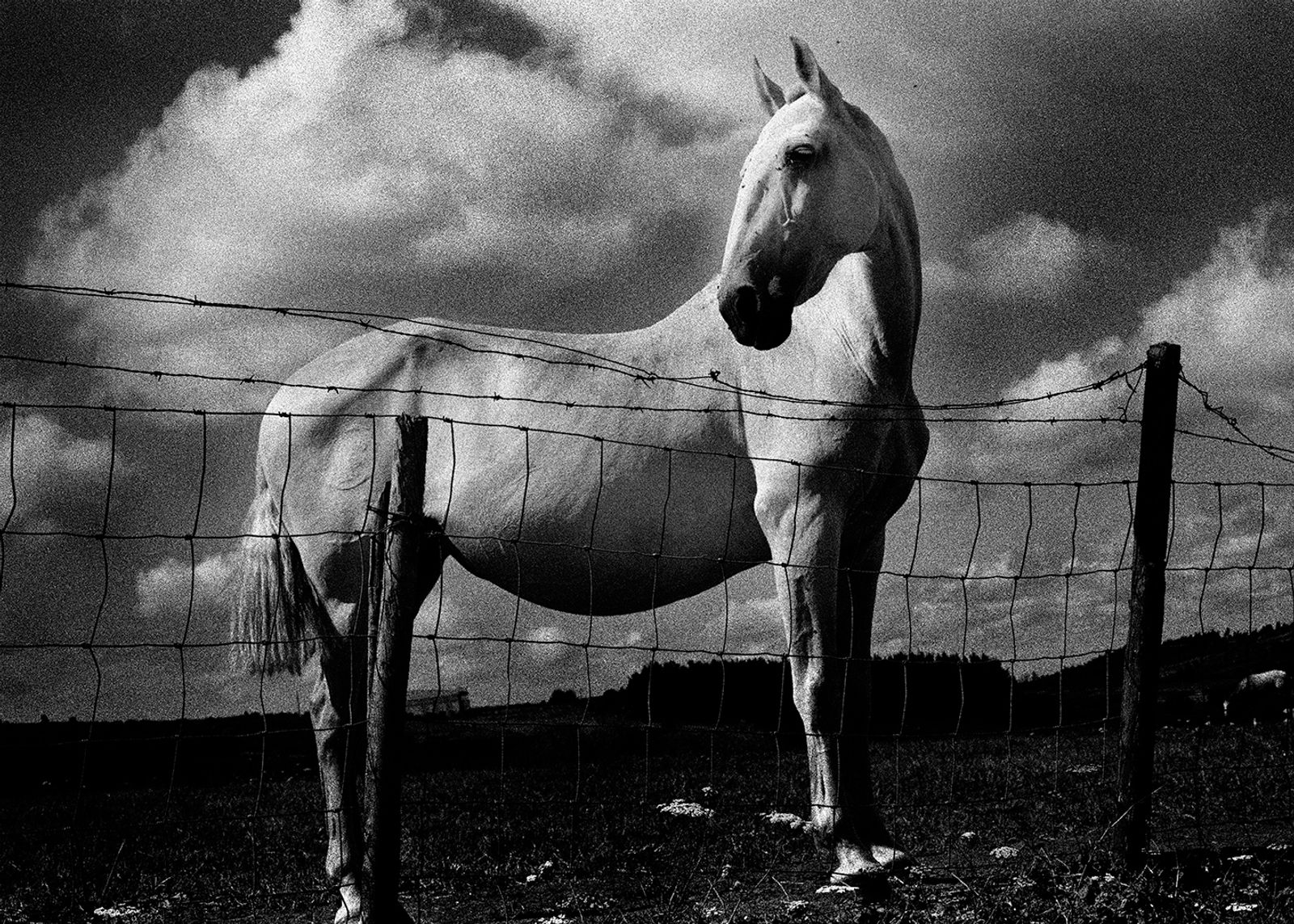 © Maria Oliveira - horse and flies, portugal
