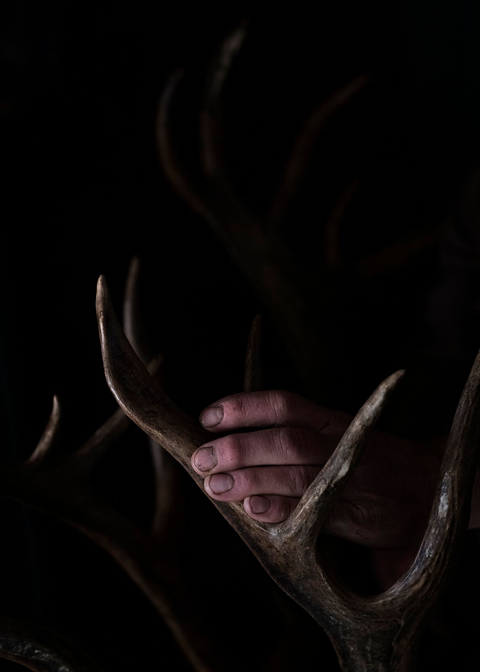 © Elena Anosova - Hand of the hunter and horn of an old deer. Katangsky District, Irkutsky region. Russia, 2017