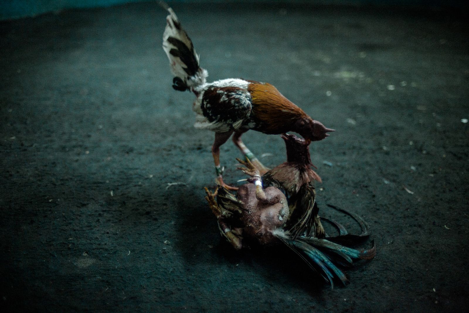 © Celine Croze - Fighting cocks. Caracas, Venezuela, 2015