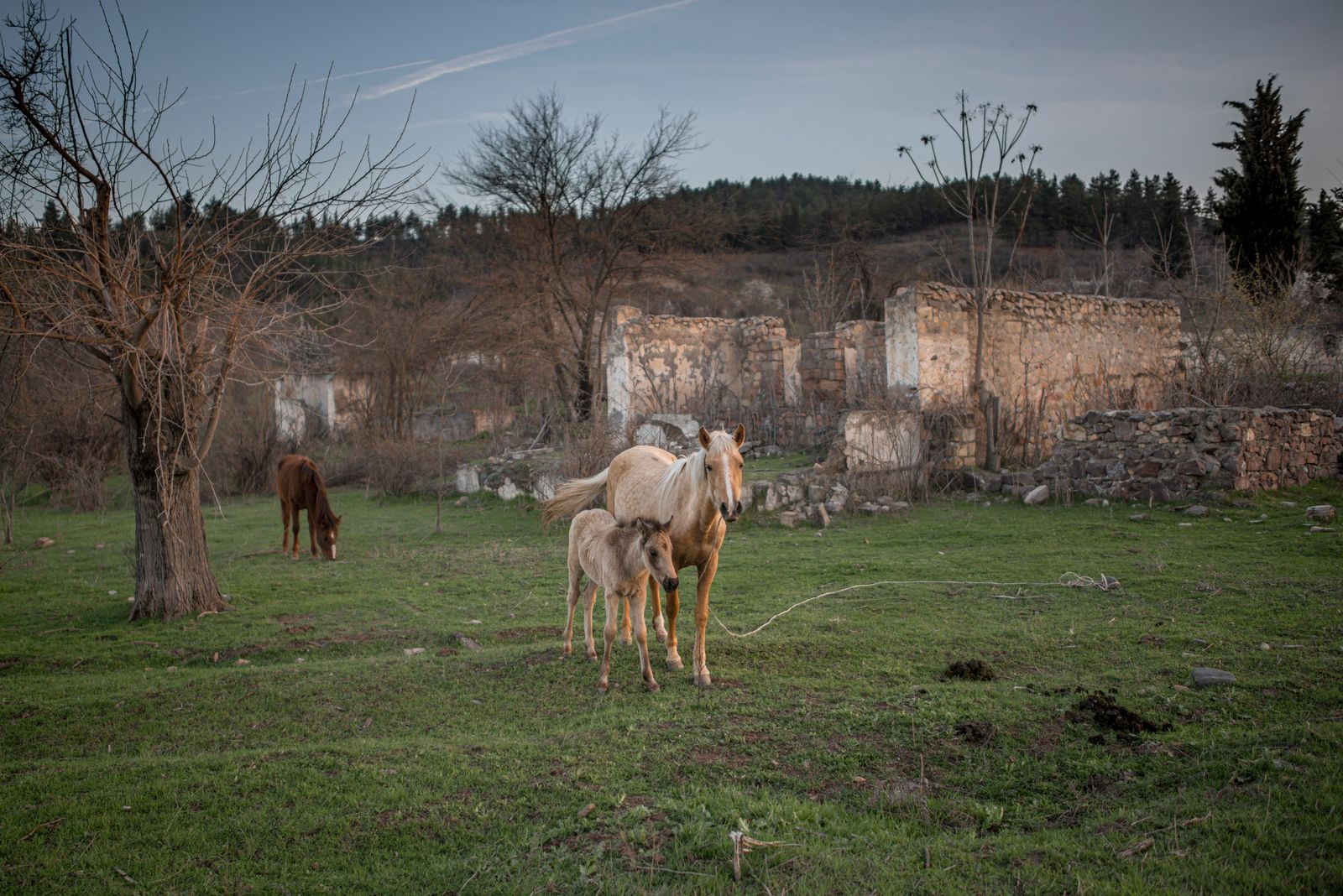 © Anush Babajanyan - Horses stand on a pasture next to a road in Kovsakan / Zangilan, Nagorno Karabakh, on March 26, 2017.