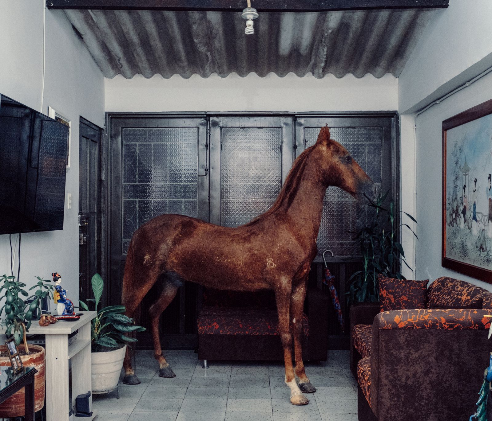© Jorge Panchoaga - Terrremoto I. Dissected Paso Fino horse.