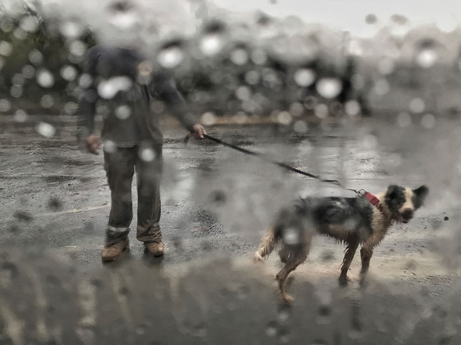 © Camila Giraldo - Working with search and rescue dogs