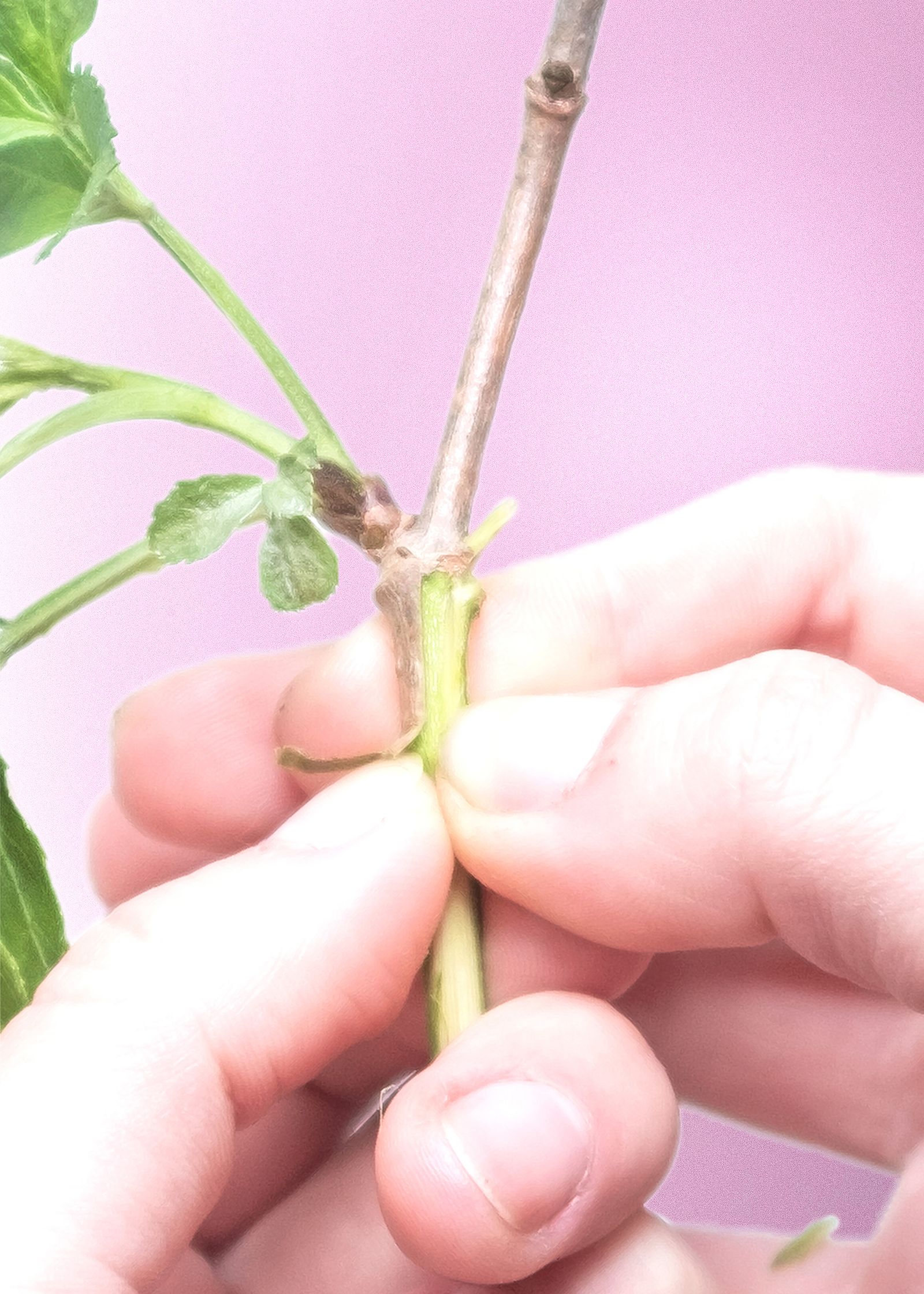 © Varvara Uhlik - A particular recollection of memory from childhood.