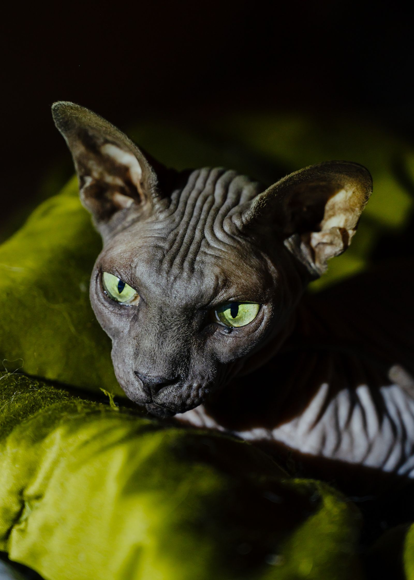 © Victoria Jung - Image from the fever dream photography project