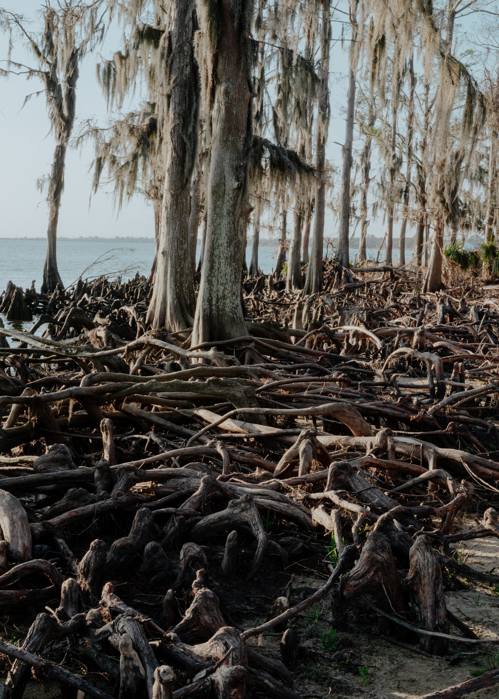 © Victoria Jung - Image from the fever dream photography project