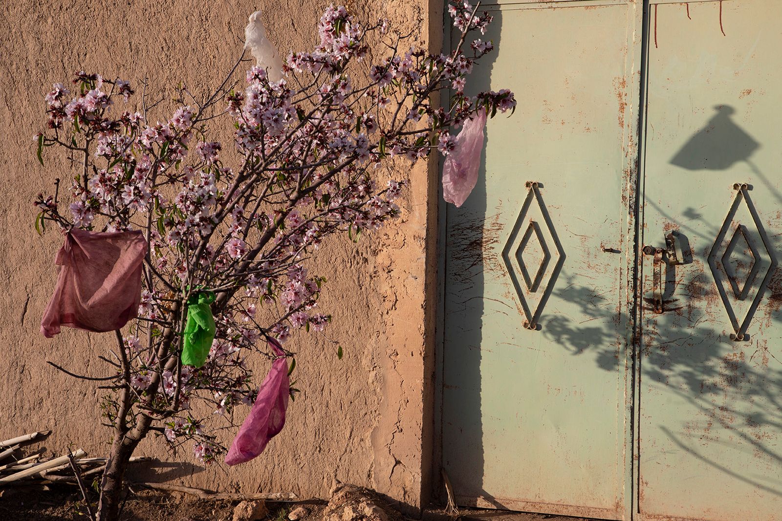© Matilde Gattoni - Morocco - Erfoud - Detail of a fruit tree blooming in the streets of Erfoud.