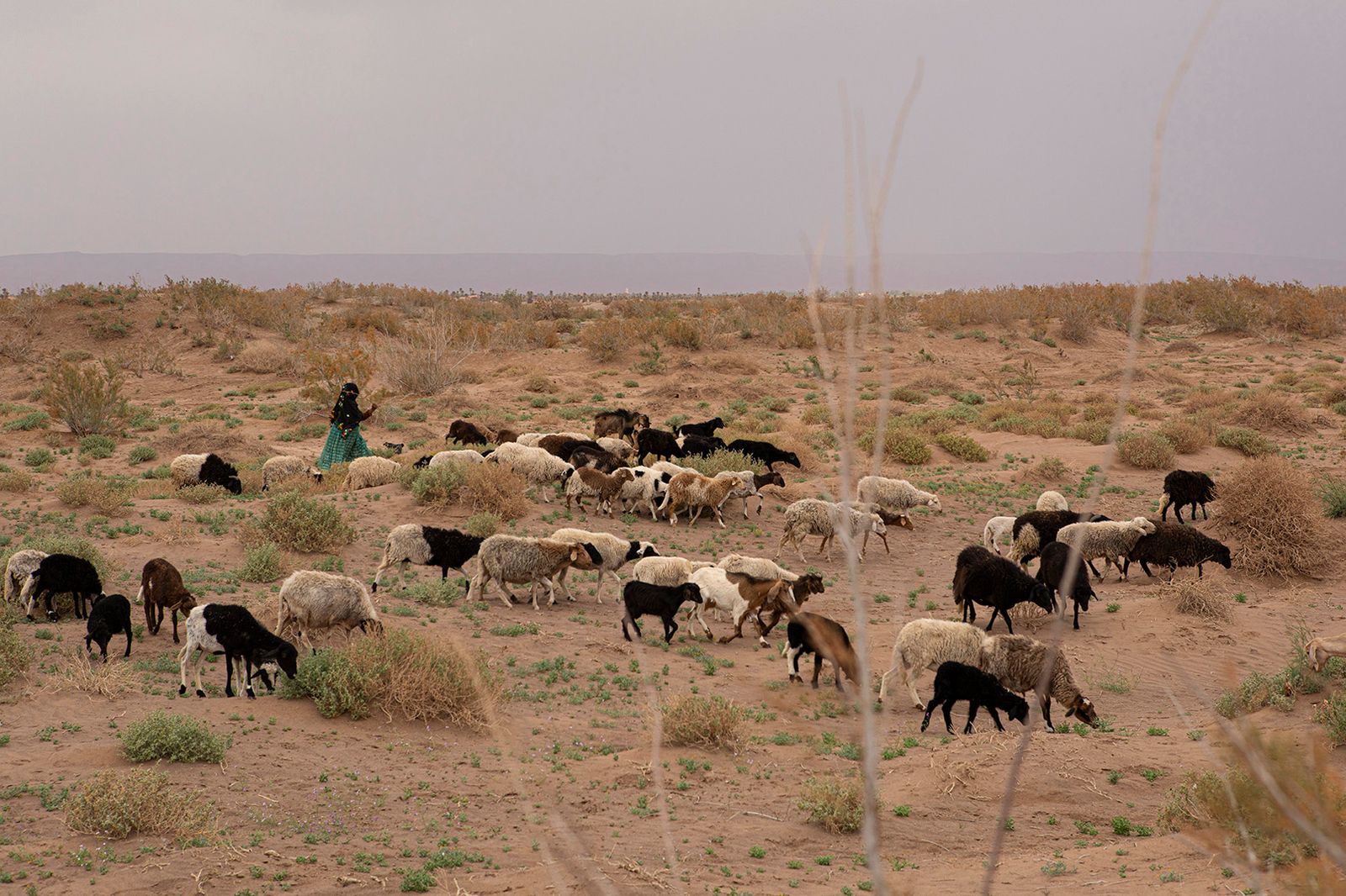 © Matilde Gattoni - Morocco - A herd grazing in the Draa river bed, the river bed has been completely dry for a few years already.