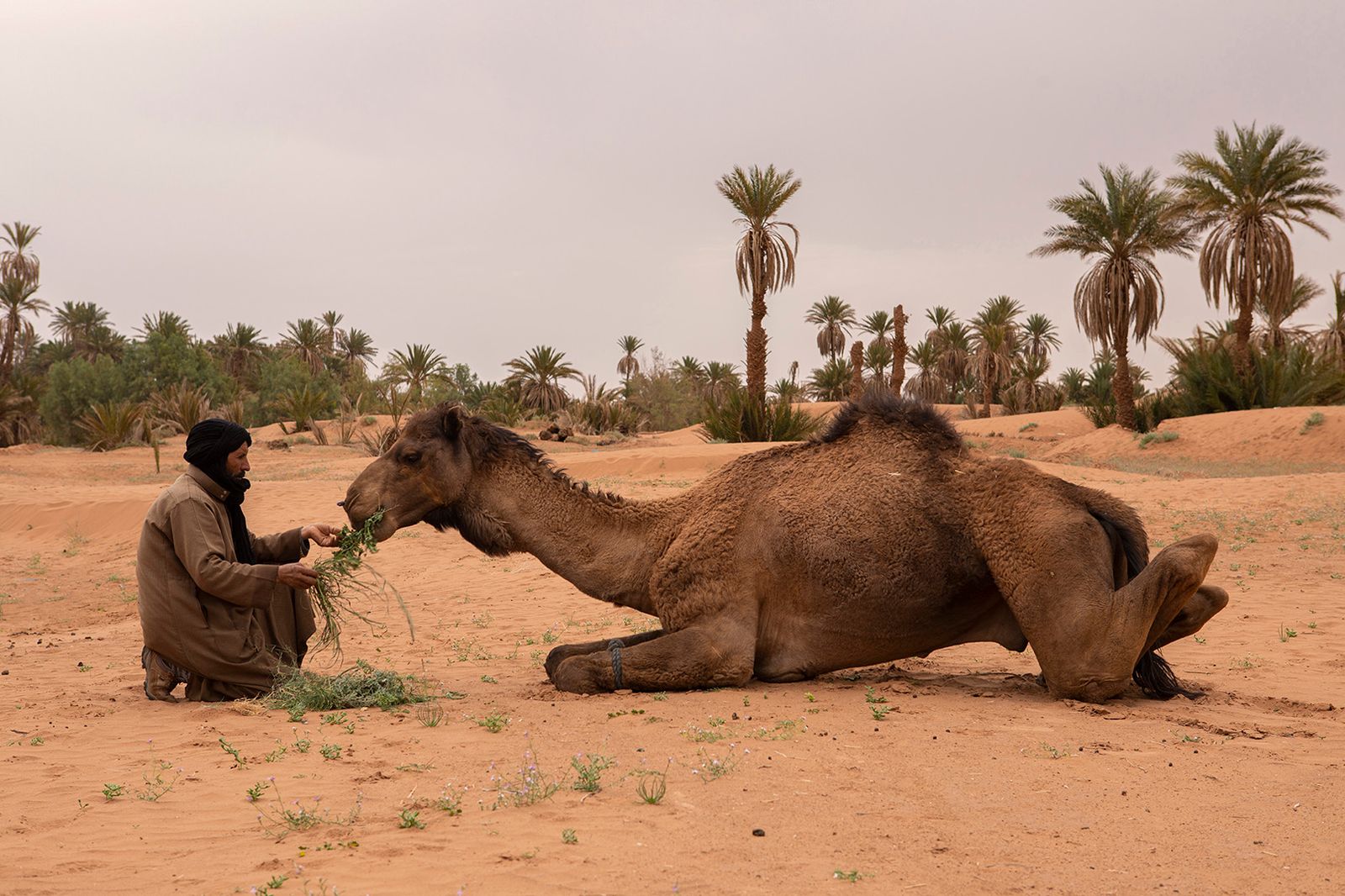 © Matilde Gattoni - Morocco - M’hamid - A villager feeds his camel with herbs picked in the dry river bed of the Draa.