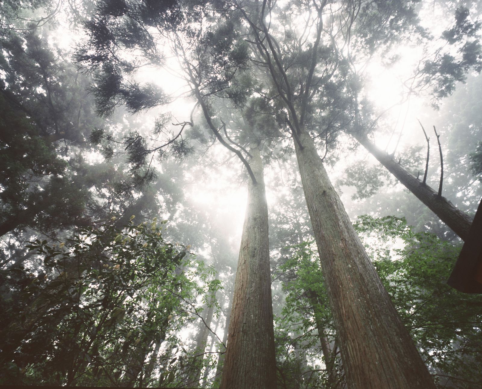 © Giada Ripa - Trees, Hakone, Giada Ripa 2015