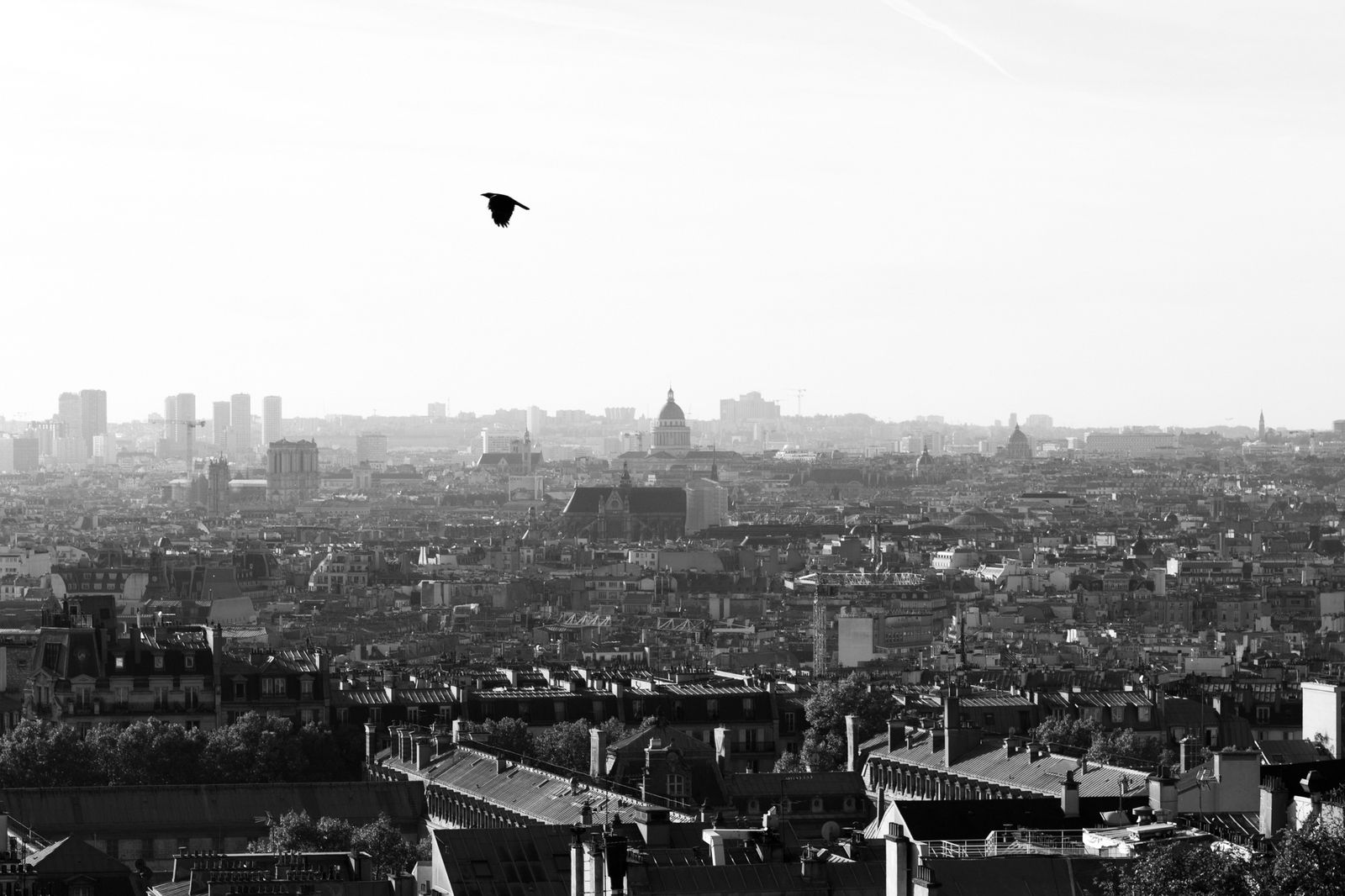 © Yvela Jessica - Paris Blackbird