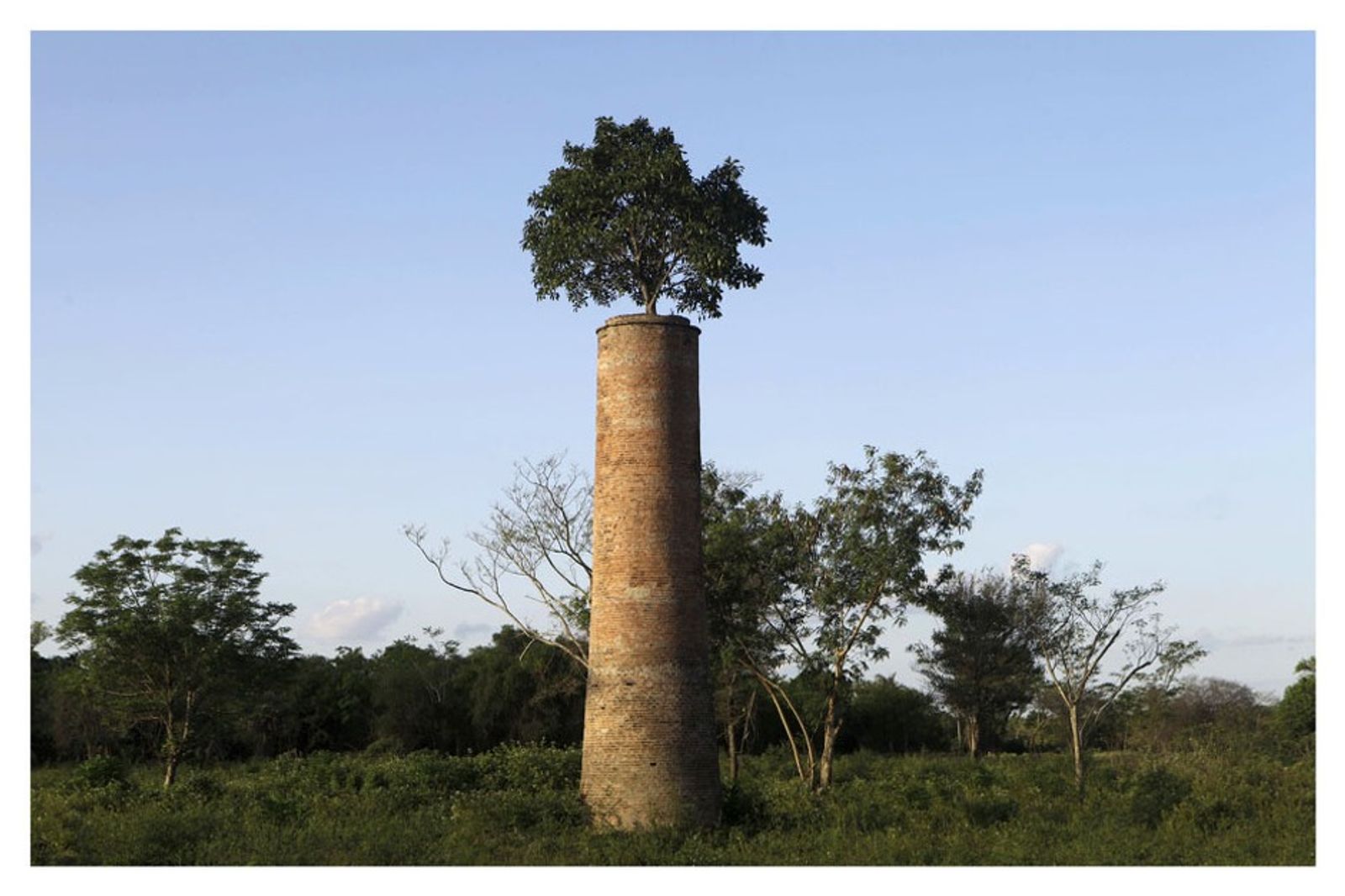 © Jorge Saenz - A three grows at the top of a chimney of an abandoned factory in Luque, Paraguay, October 2, 2011. (Jorge Saenz)