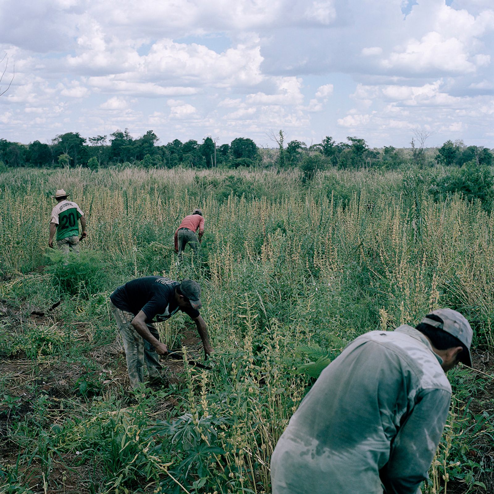 © Jordi Ruiz Cirera - Peasants at the community of Crescencio Gonzalez harvest sesame