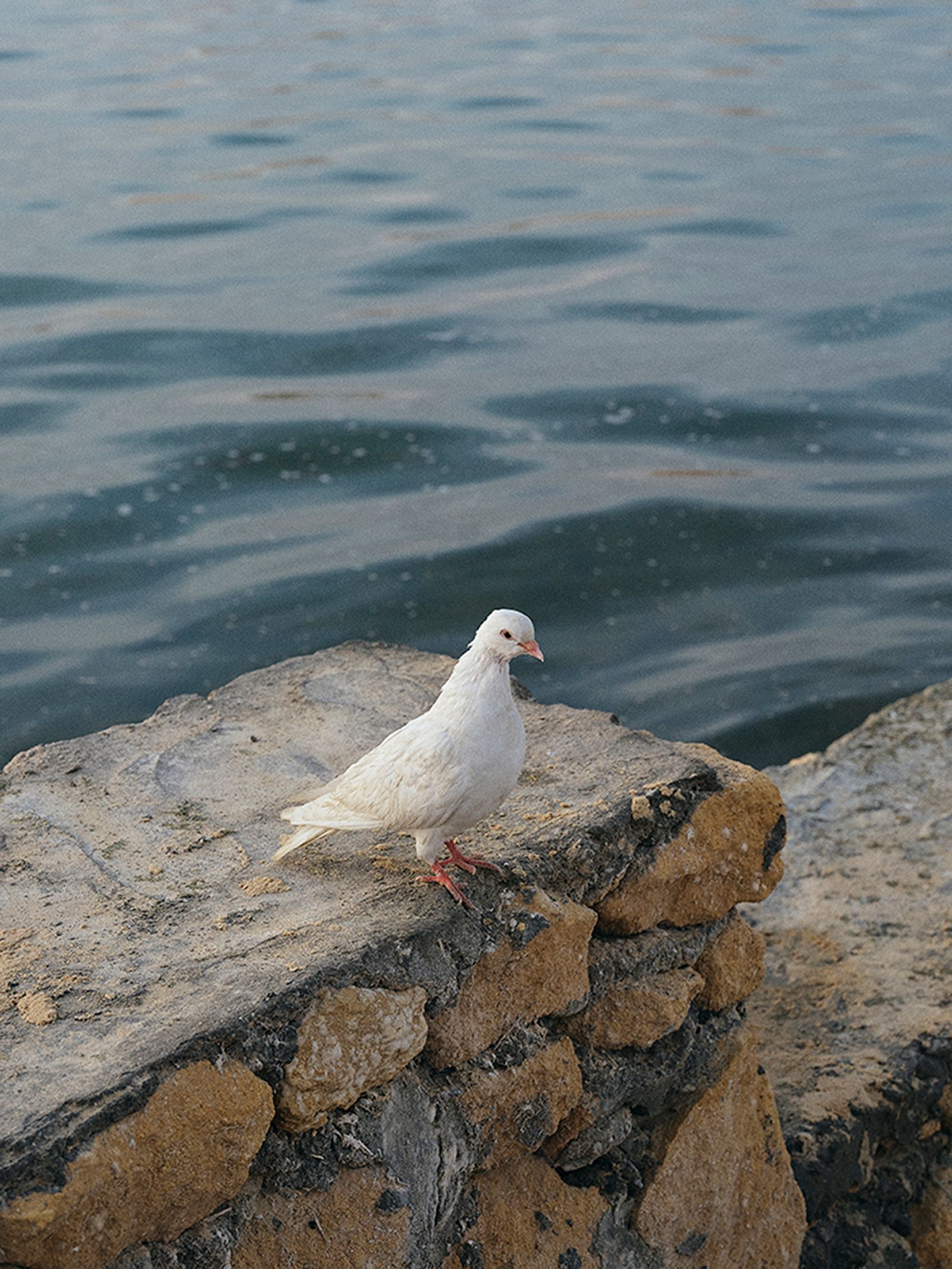 © Nathalie Mohadjer - Wild pigeon