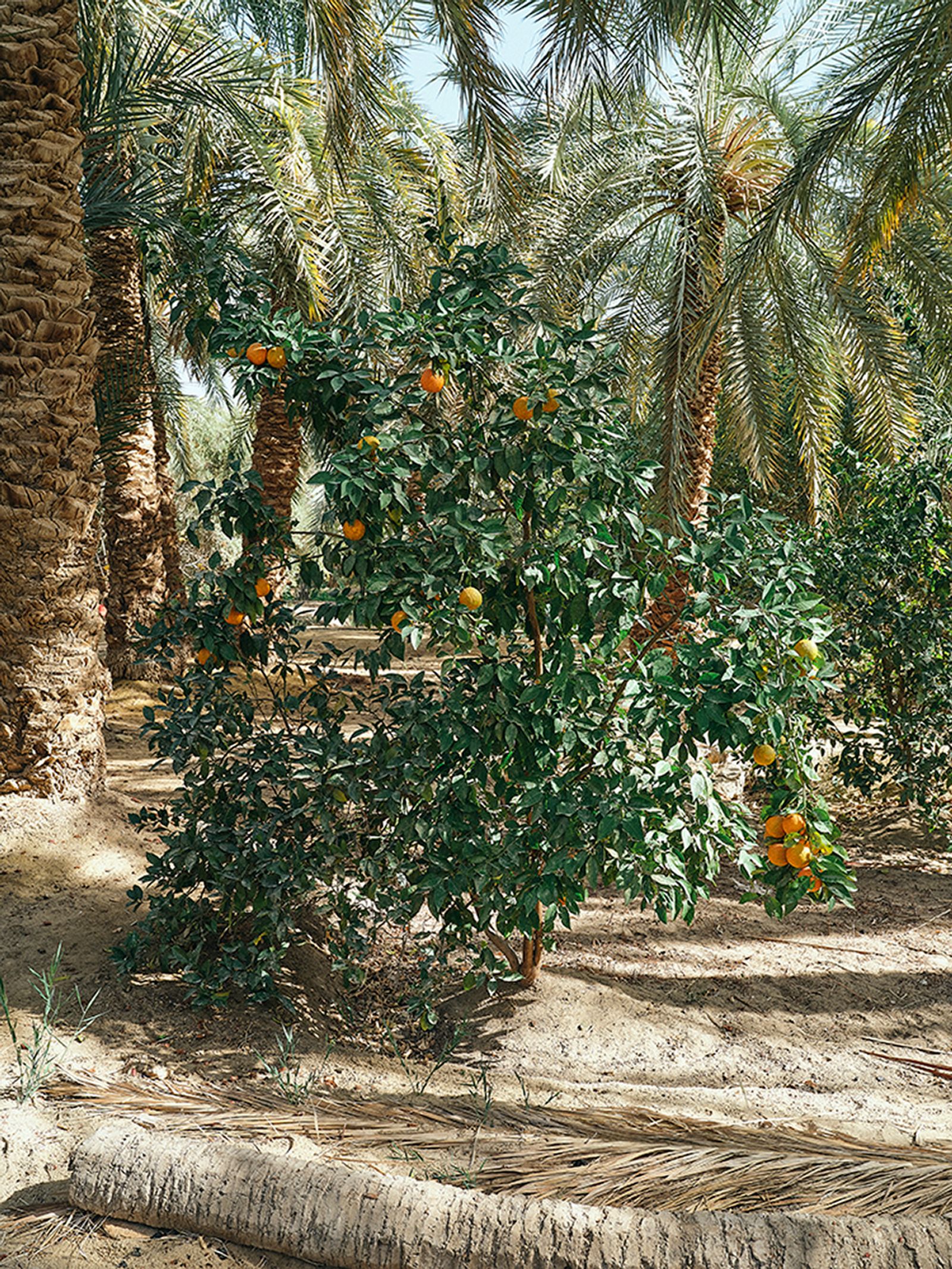 © Nathalie Mohadjer - Orange tree in Khalet's garden