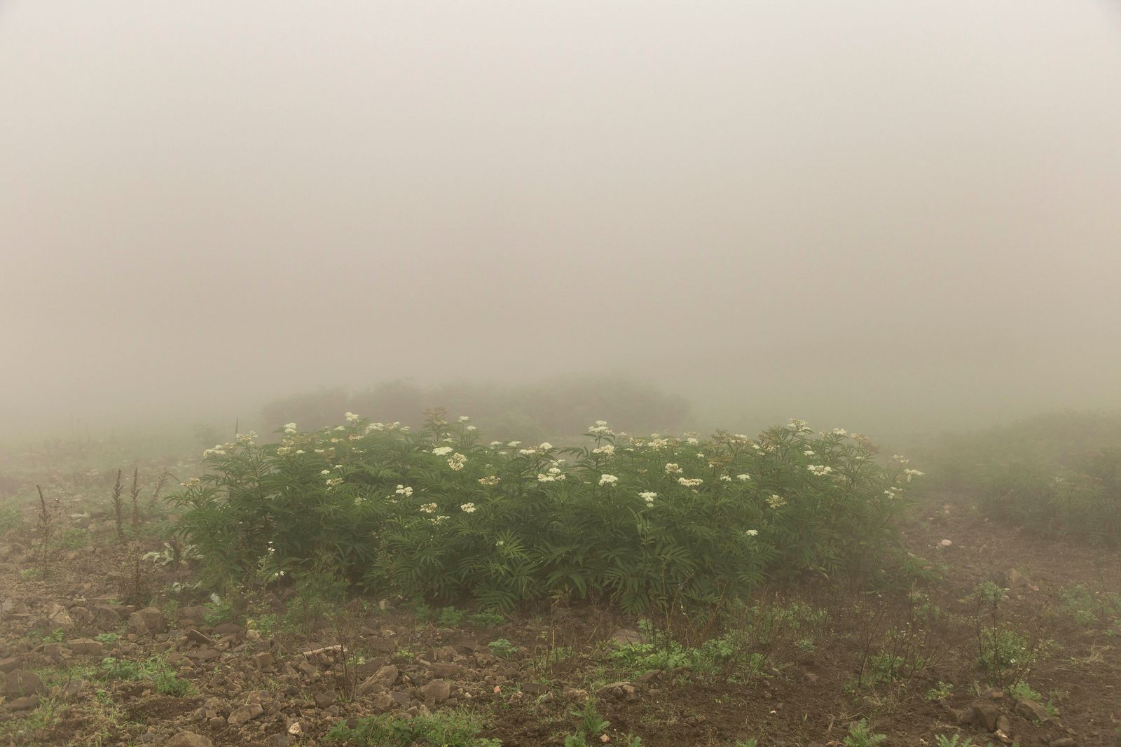 © Sana Ahmadizadeh - (Galan Province, North of Iran, 2018)