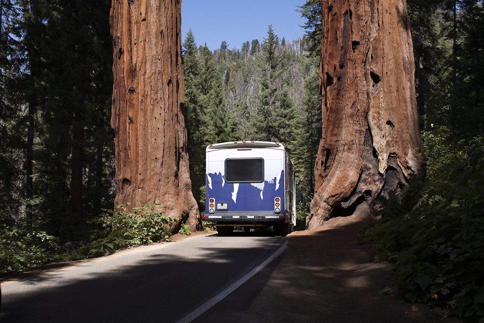 © Daria Addabbo - Sequoia National Park, California. August 2019
