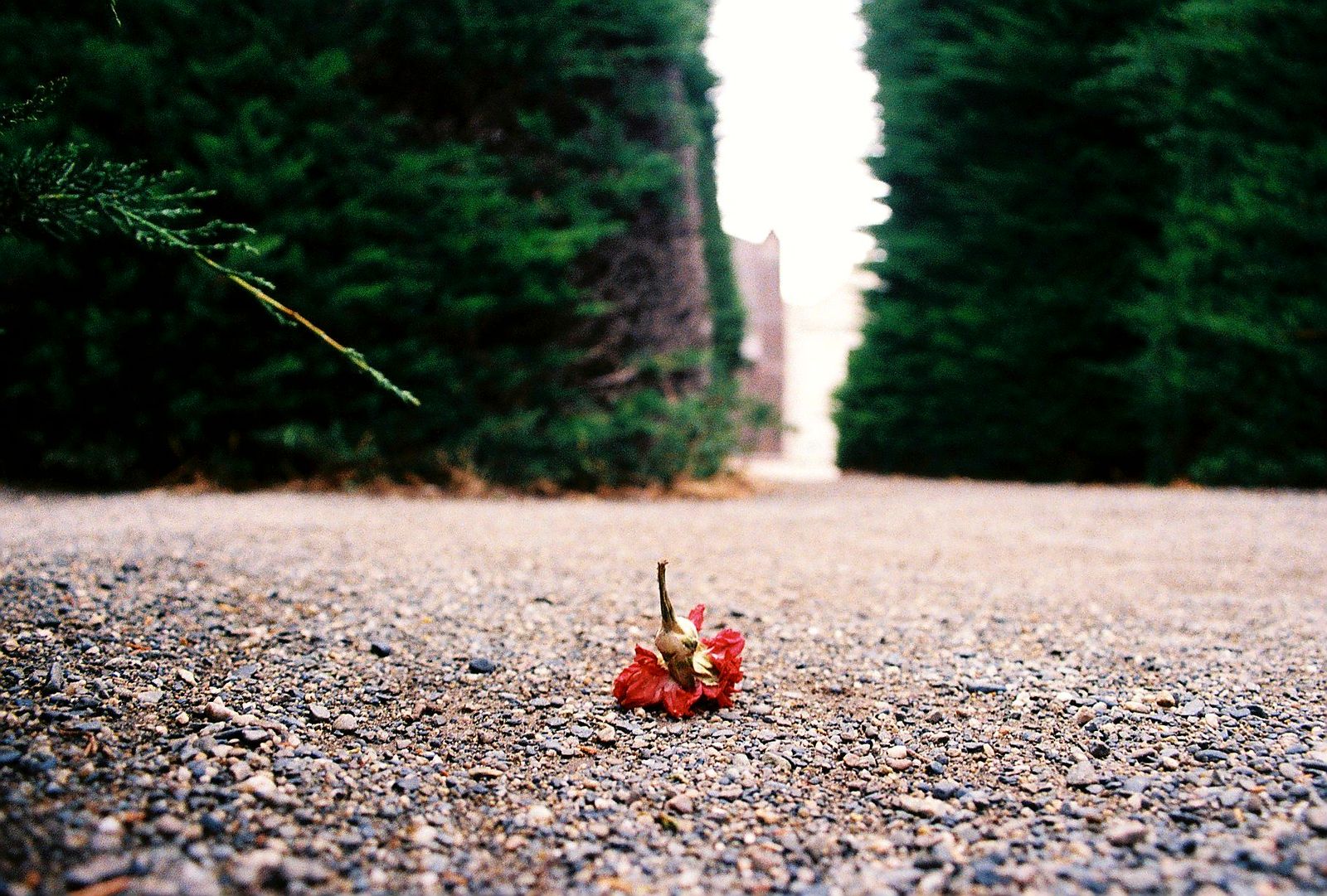 © Natalia - Someone dropped their flower.