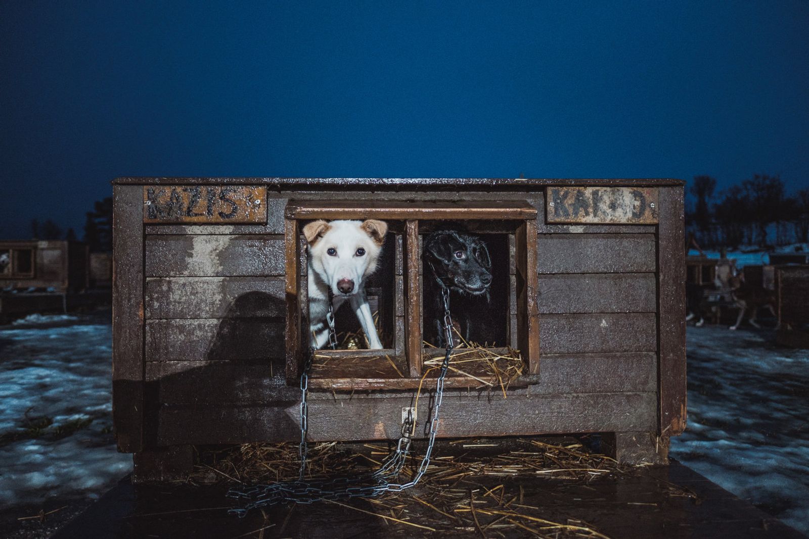 © Michele Palazzo - Image from the 300 Dogs photography project