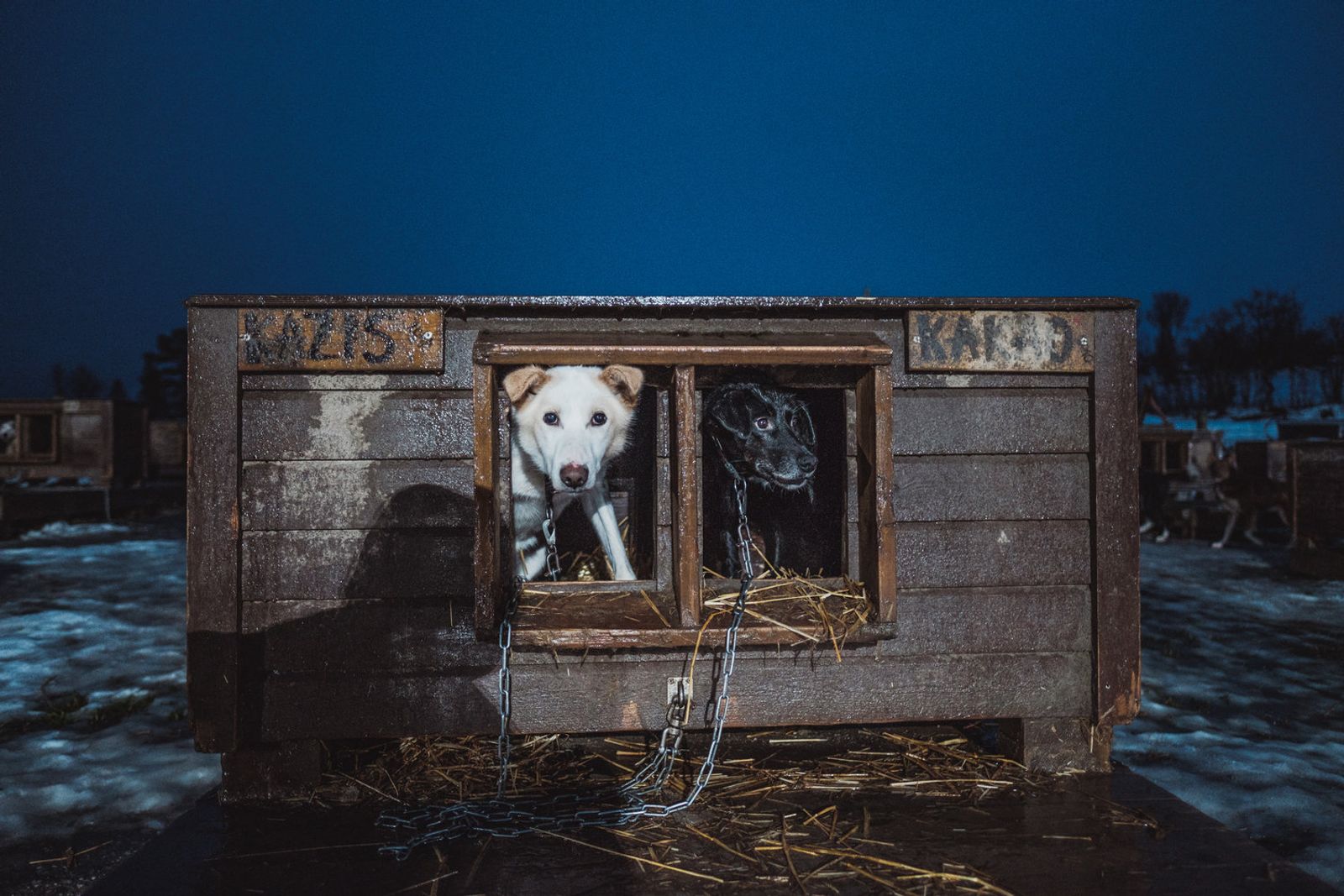 © Michele Palazzo - Image from the 300 Dogs photography project