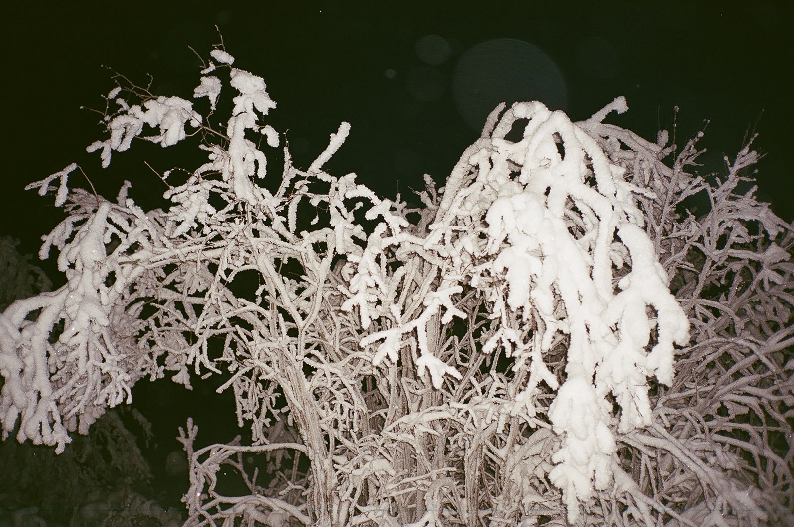 © Ekaterina Anokhina - Image from the 25 weeks of winter photography project