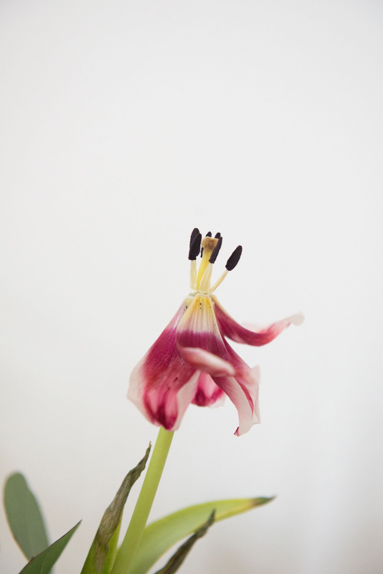 © Francesca Cirilli - Blooming and fading (Tulip II)