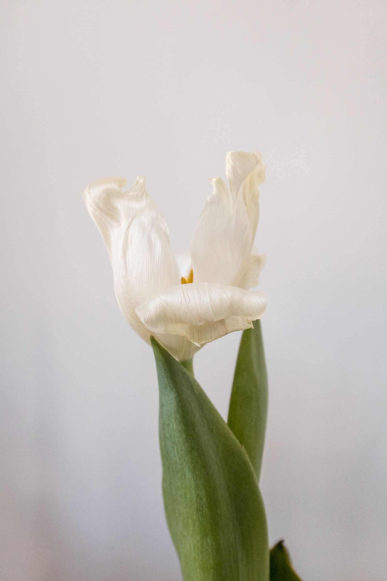 © Francesca Cirilli - Blooming and fading (Tulip)