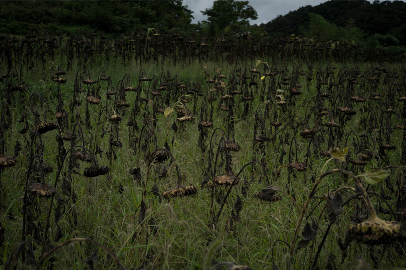 © Soichiro Koriyama - Image from the Fukushima “Black rain” photography project