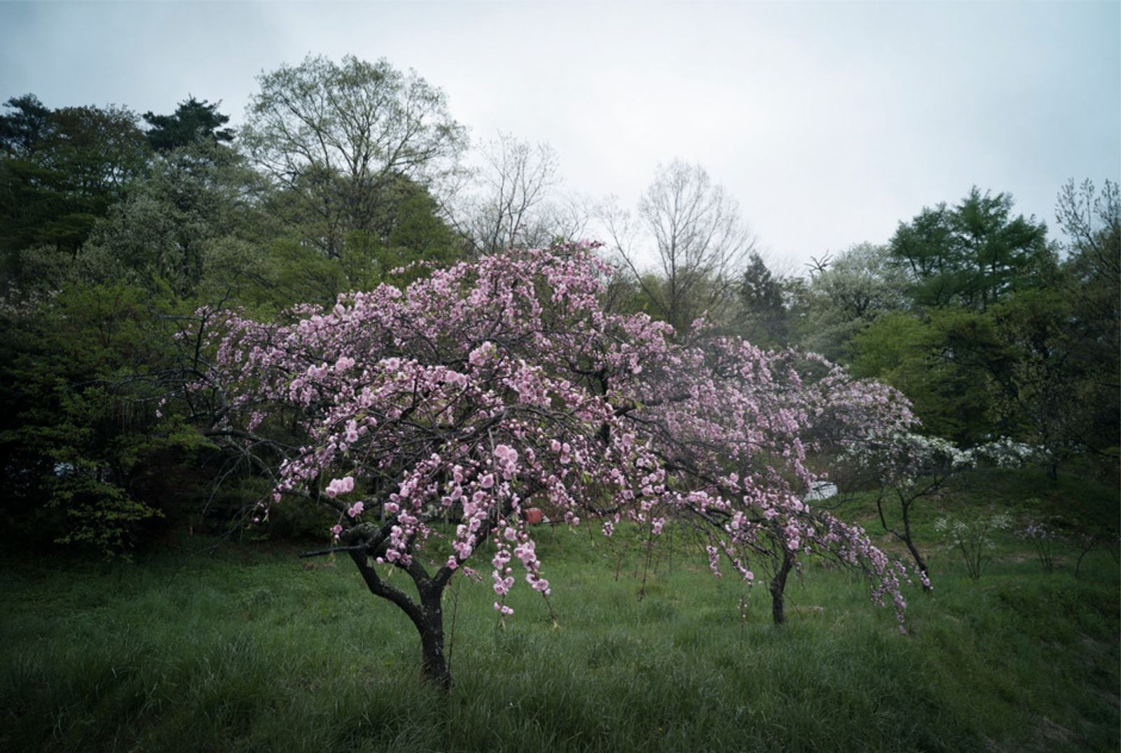 © Soichiro Koriyama - Image from the Fukushima “Black rain” photography project