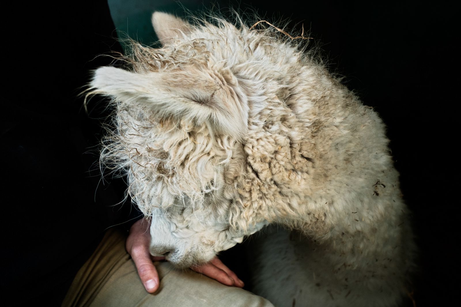 © Claire Power - An alpaca used as support animal for neurodivergent children and its carer