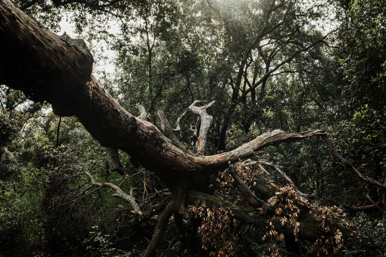 © Claire Power - A tree from the estate of the Royal Borbonic Palace in Portici fallen after a powerful storm.