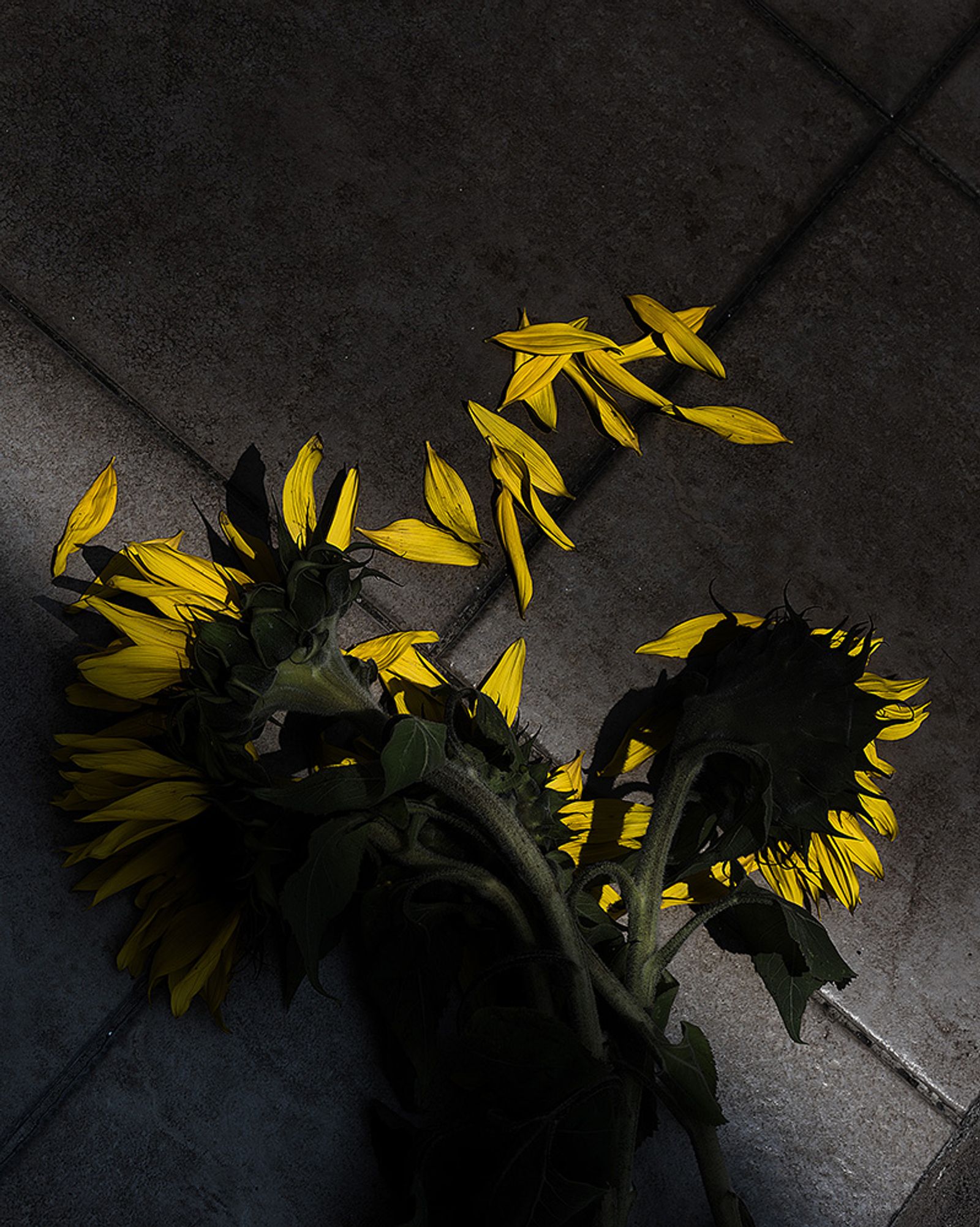 © Ariel Sosa - Sunflowers were my sister's favourite flowers.